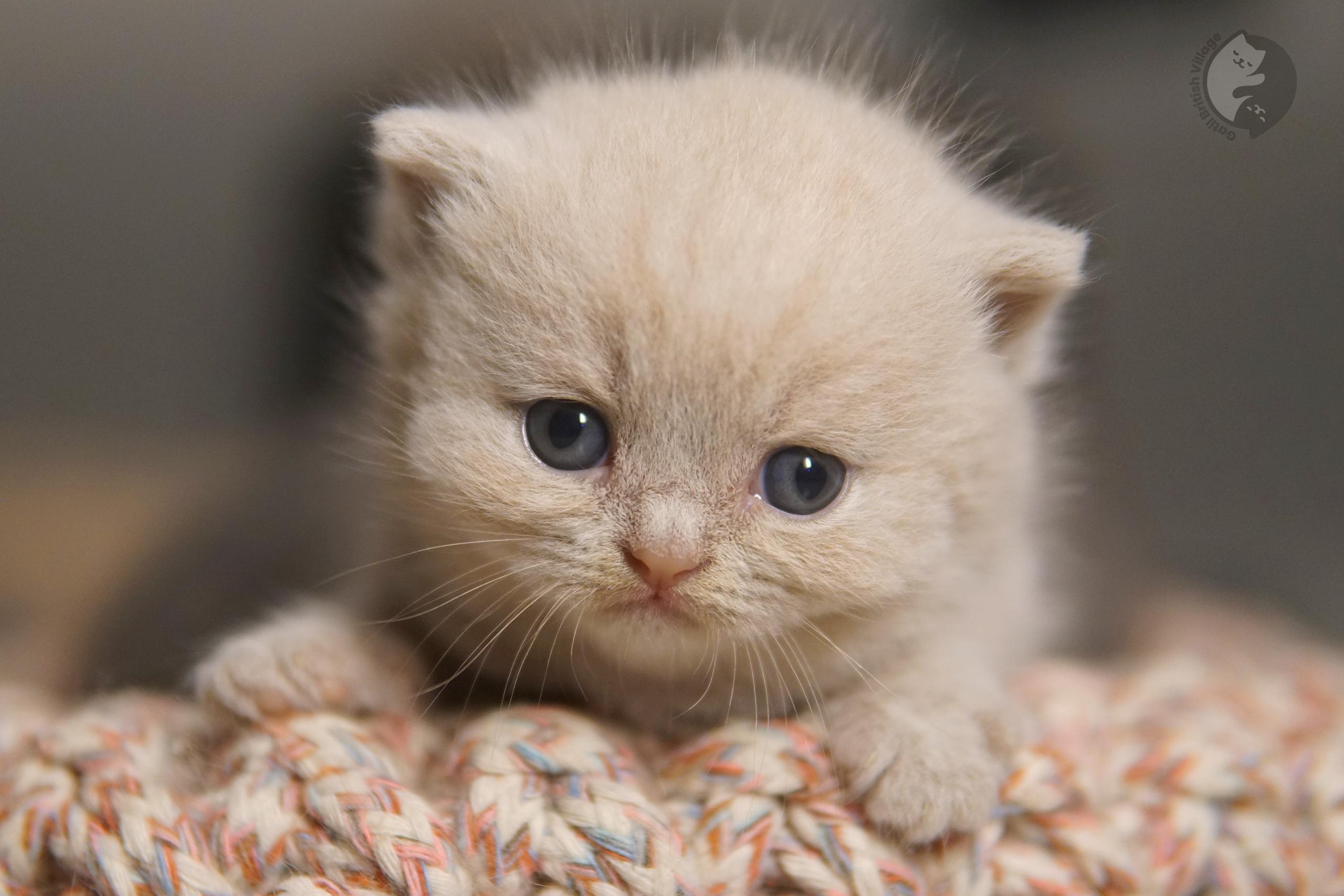 Kitten looking around with curiosity - photo 53
