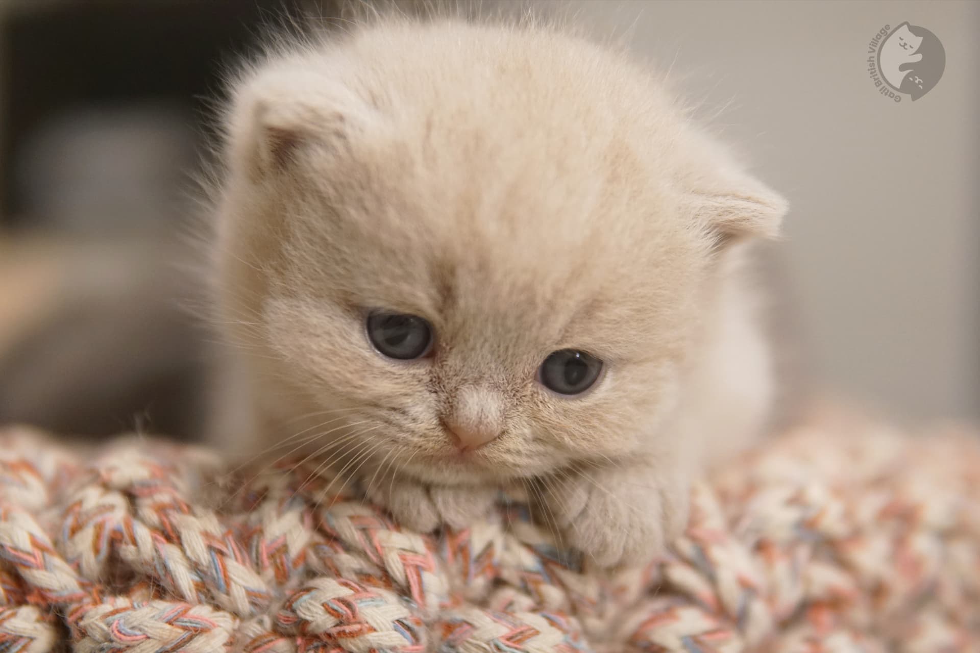 Close-up of curious kitten's nose - photo 54