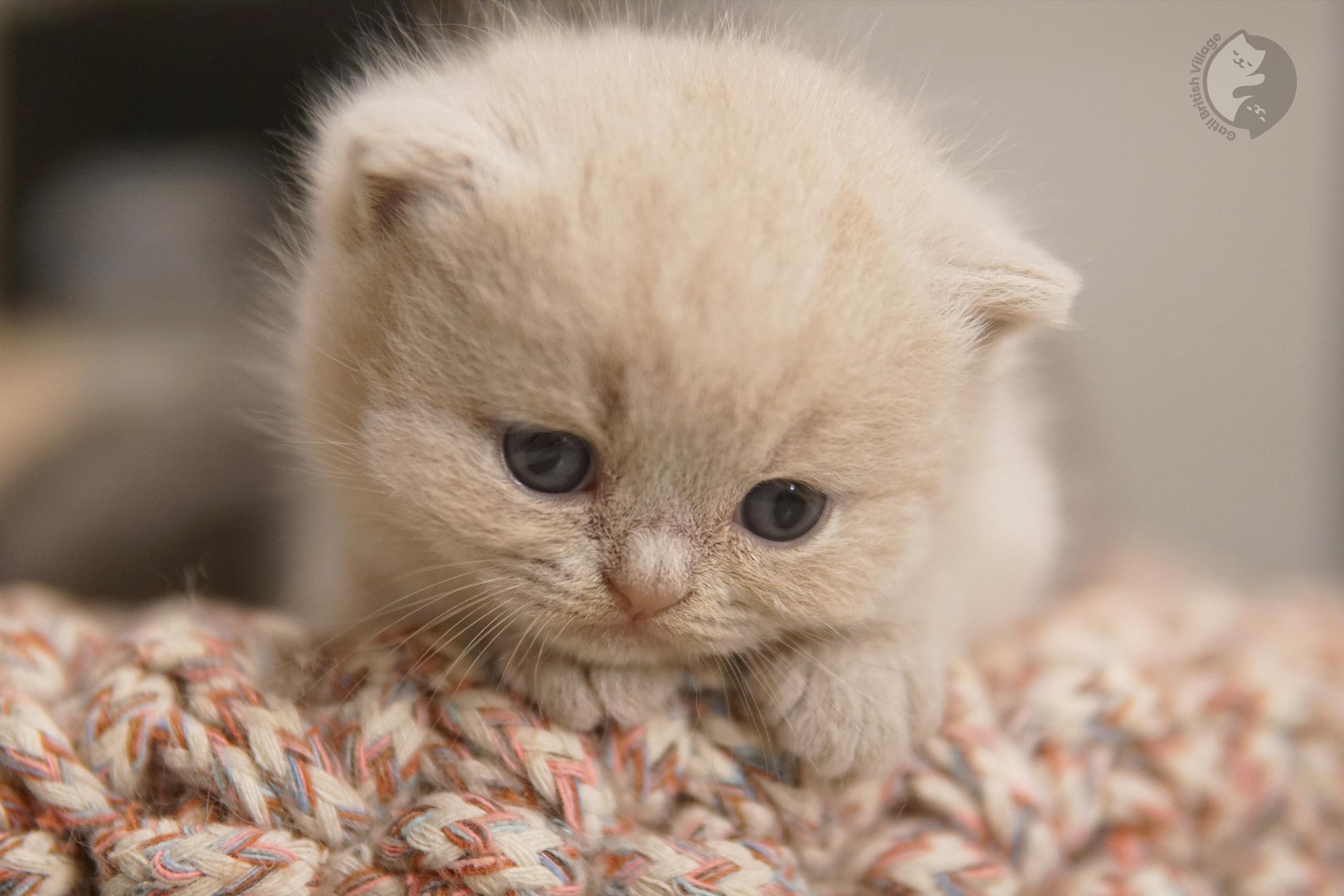 Close-up of curious kitten's nose - photo 54