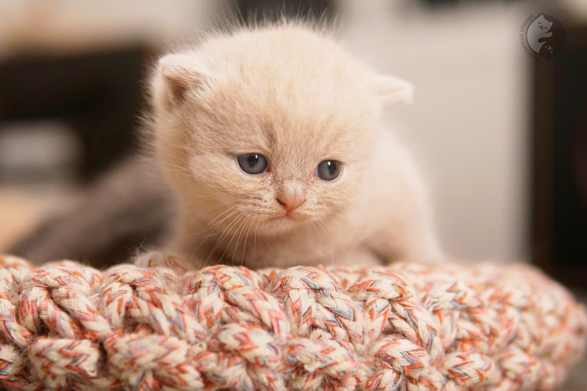 Kitten facing the camera - photo 55