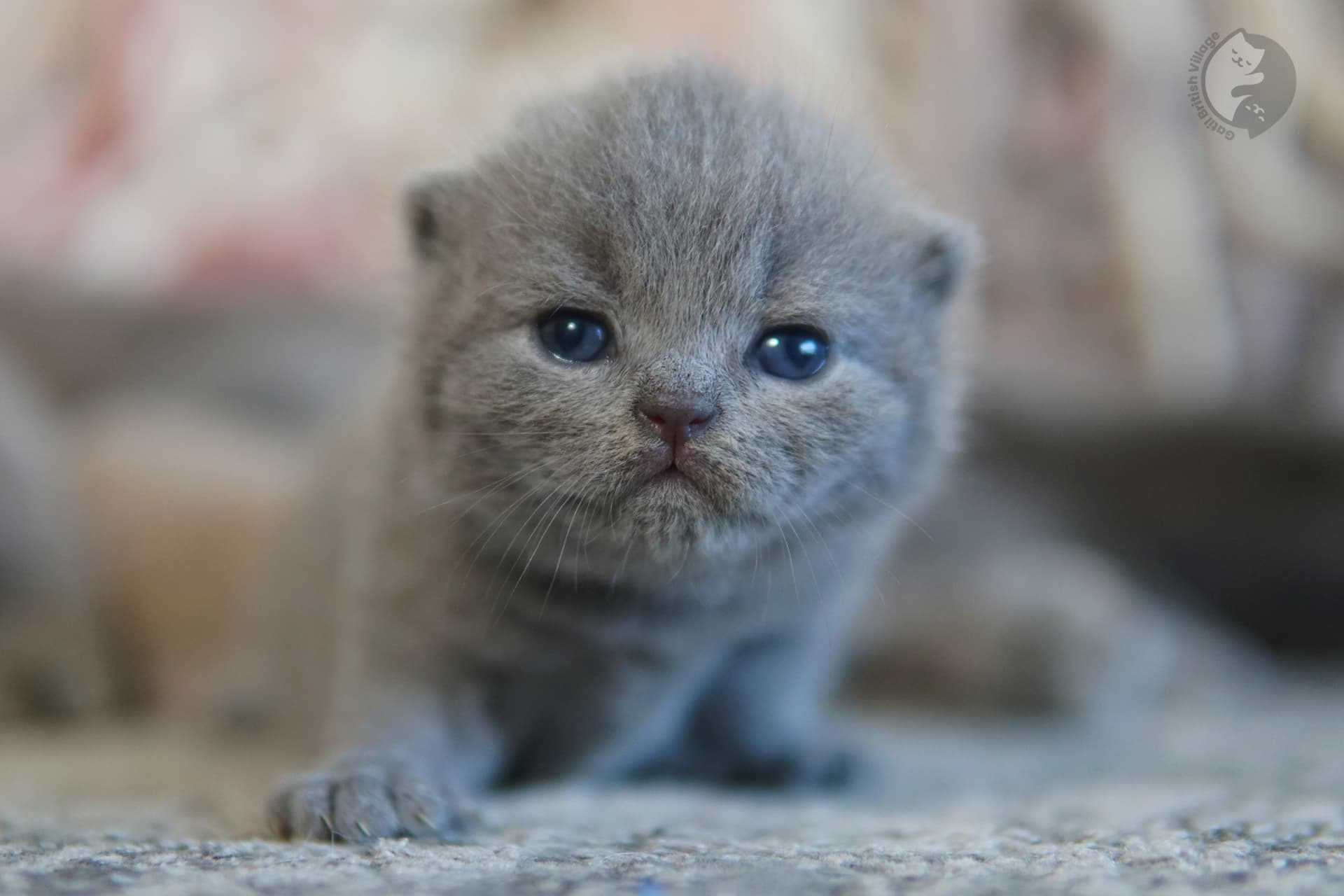 British Shorthair kitten in a zen moment - photo 58