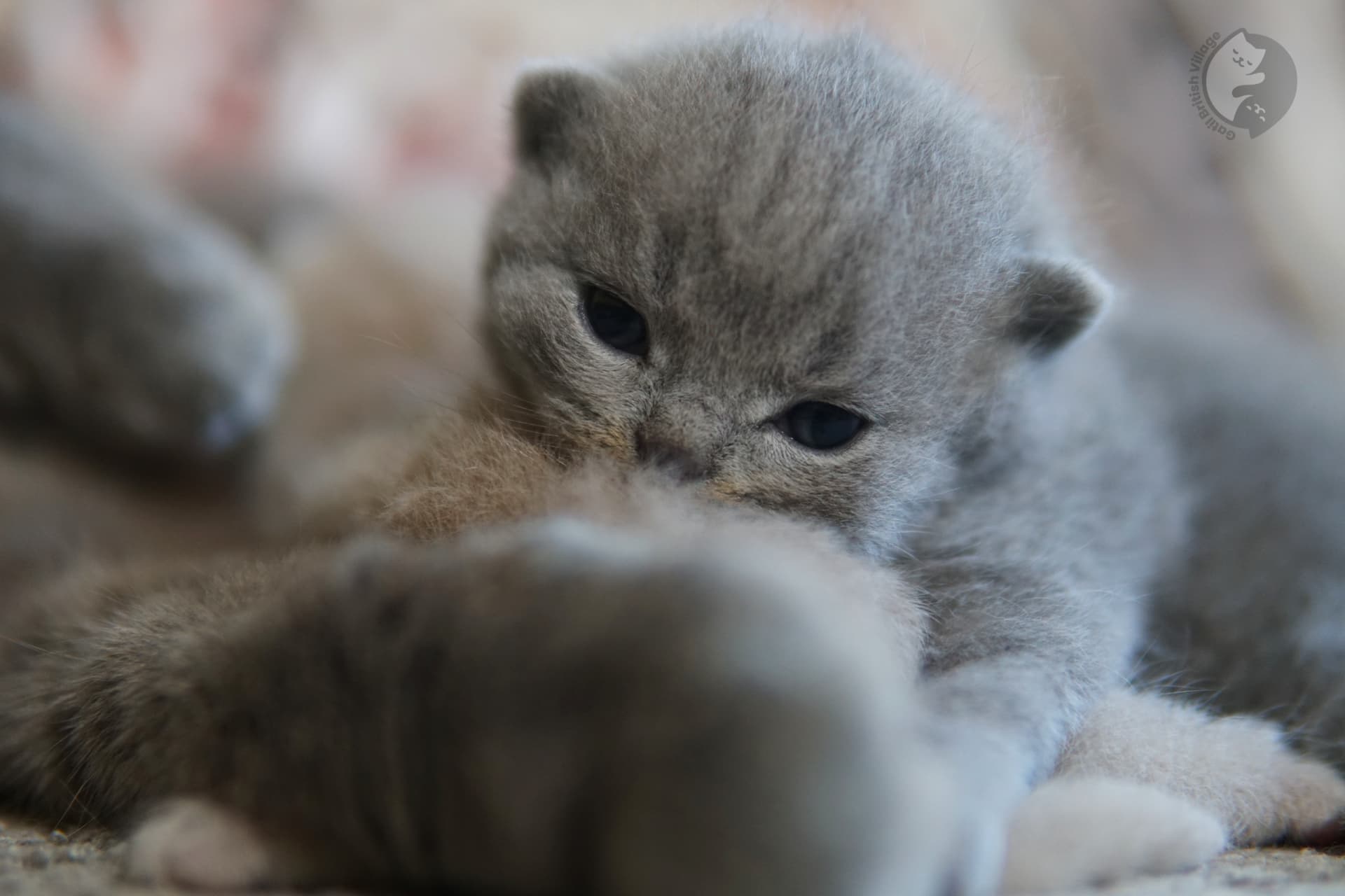 Kitten hidden among soft blankets - photo 59