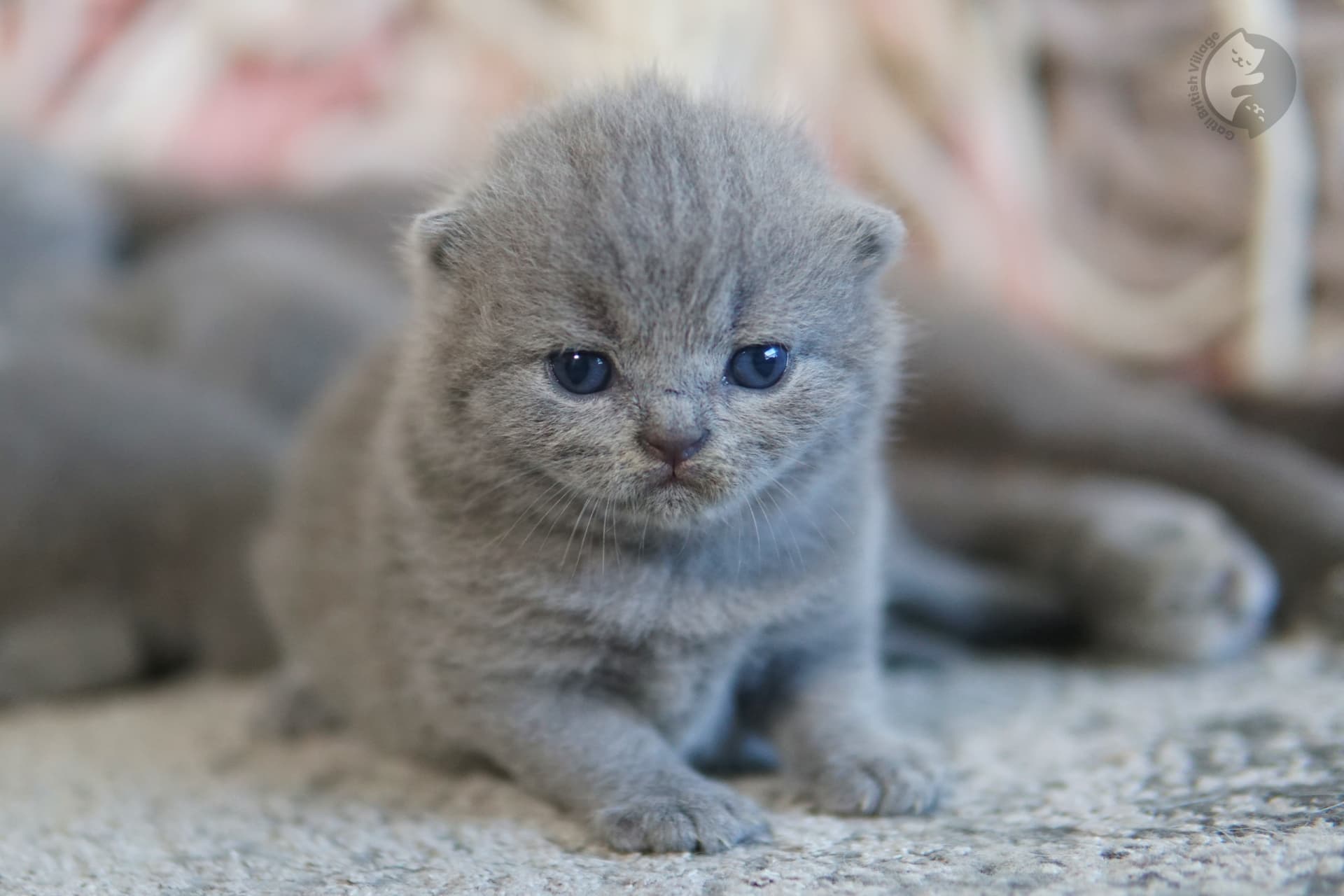 Kitten taking steps on a pillow - photo 60