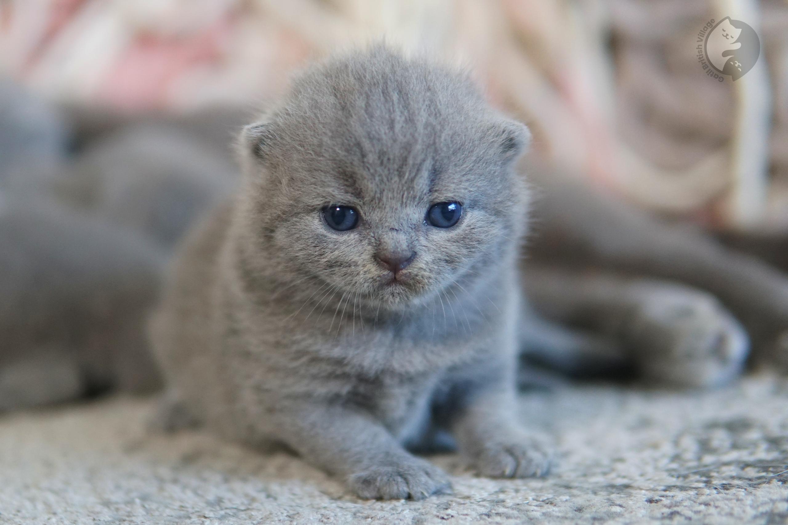 Kitten taking steps on a pillow - photo 60