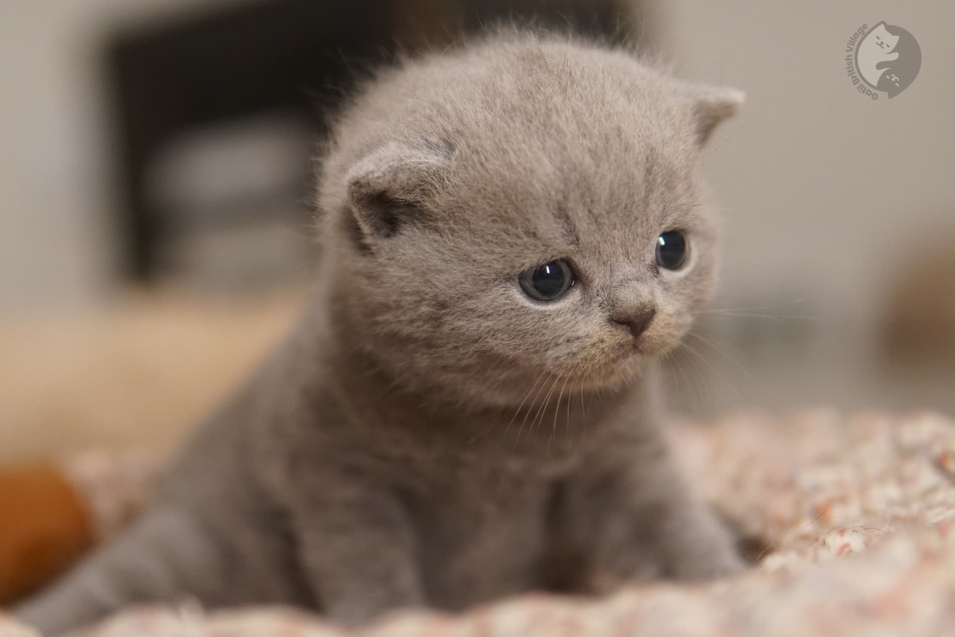 Kitten lying with a serene gaze - photo 62