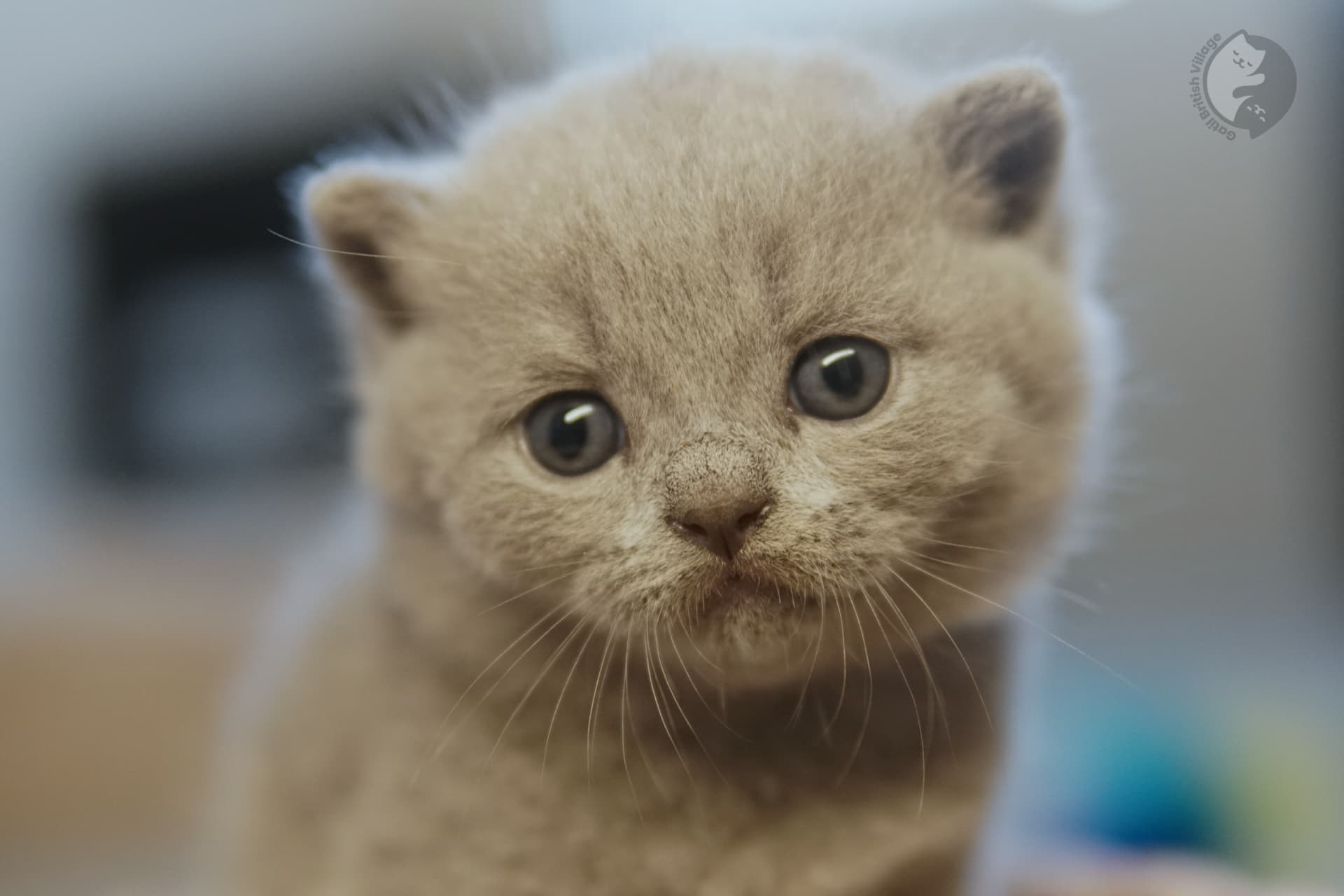 Kitten with calm and focused look - photo 63