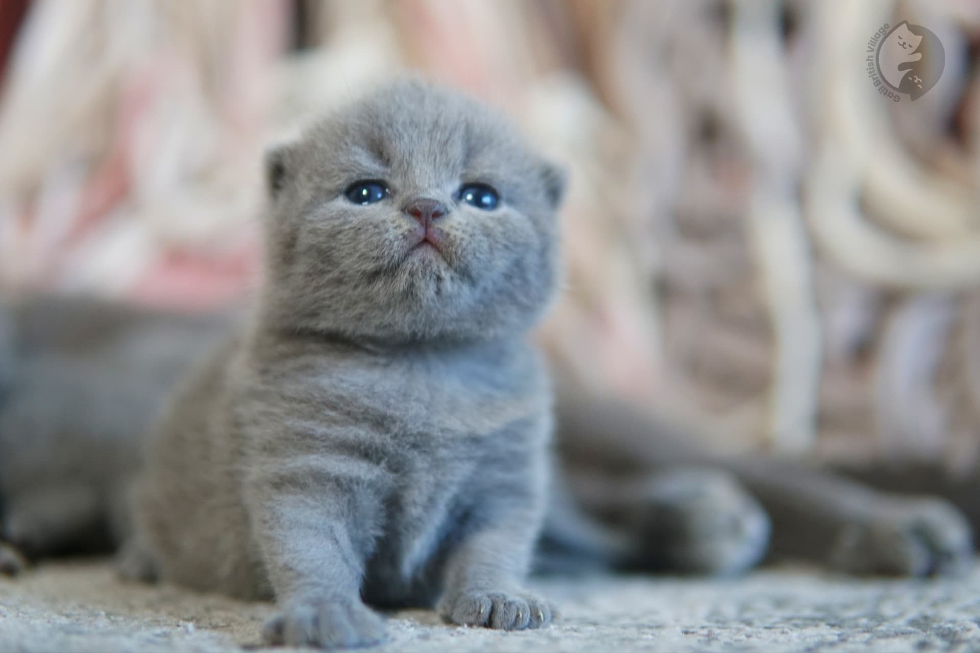 Blue kitten lying like a prince - photo 64