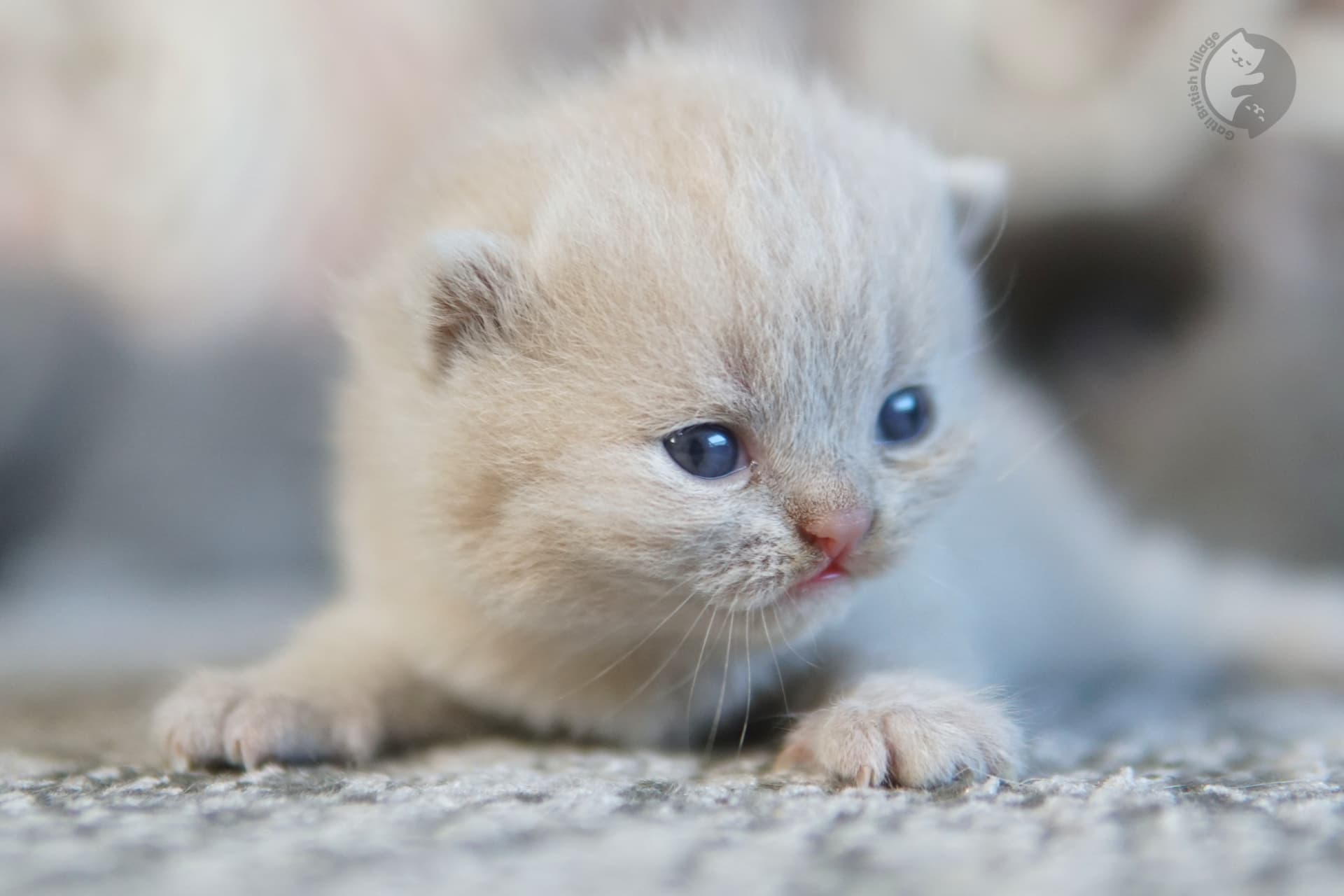 Kitten resting with elegance - photo 65