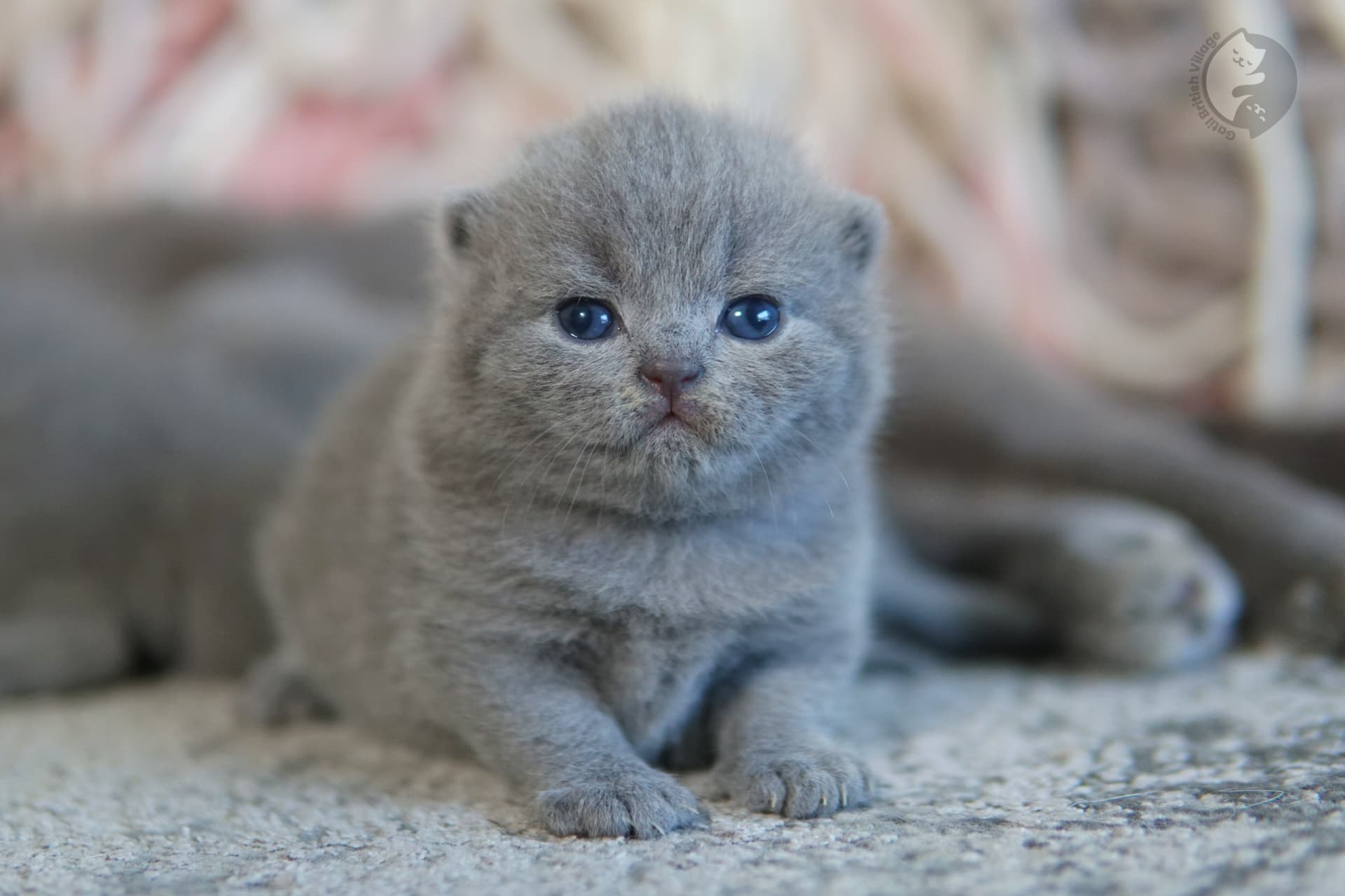 Kitten watching with noble posture - photo 66