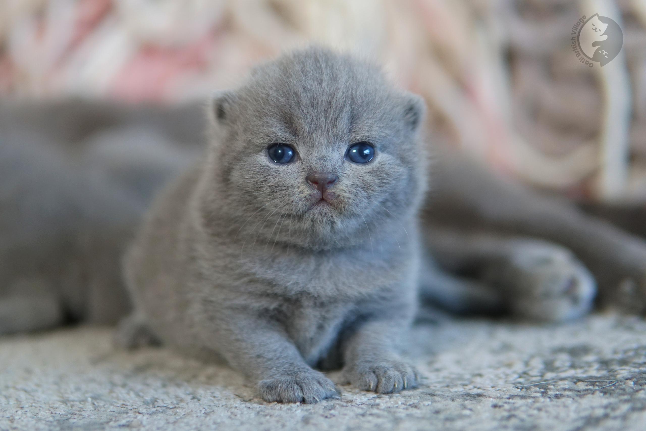 Kitten watching with noble posture - photo 66