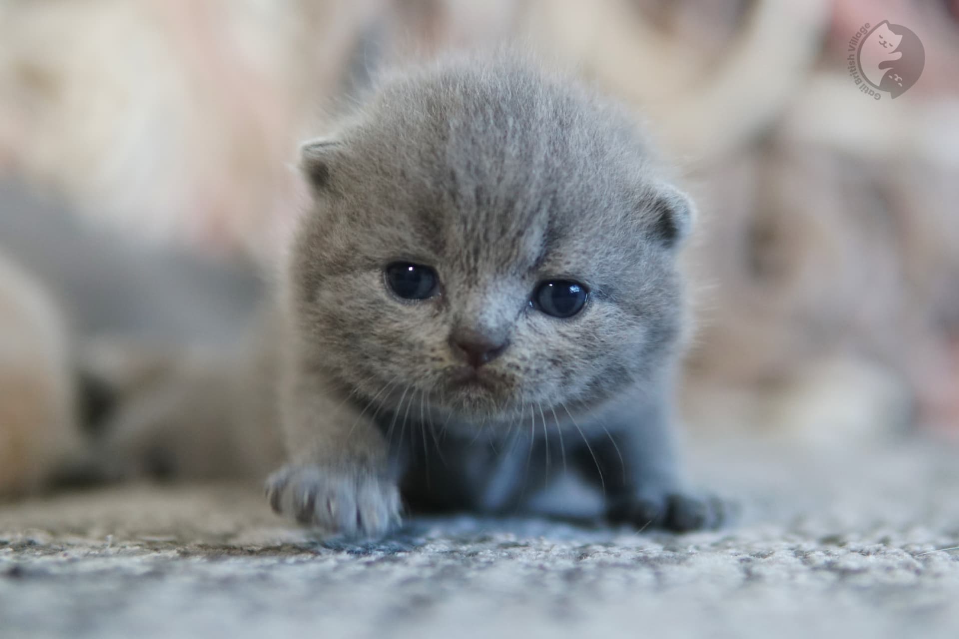 Kitten with paws folded on blanket - photo 67