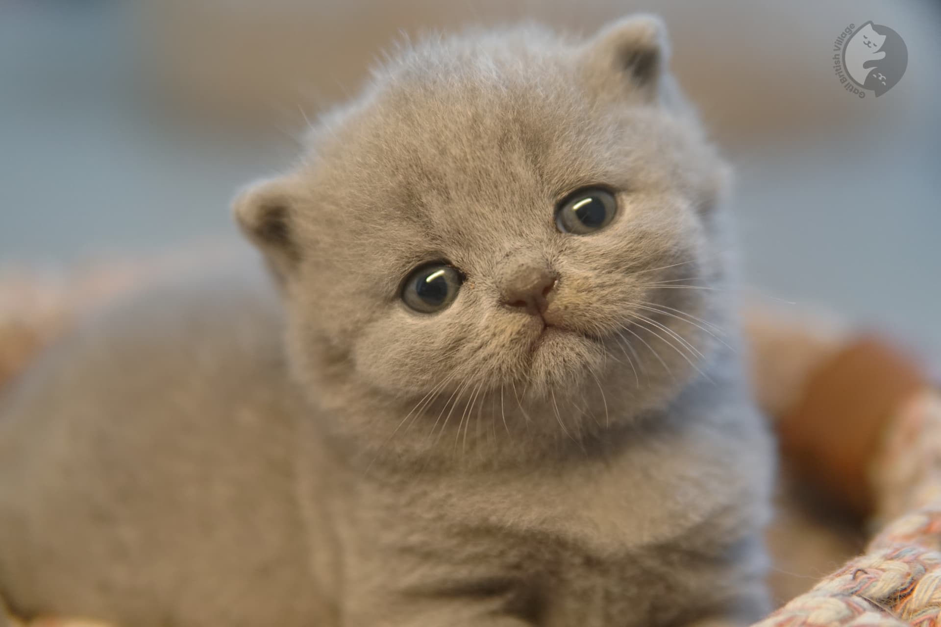 Curious kitten peeking through covers - photo 68