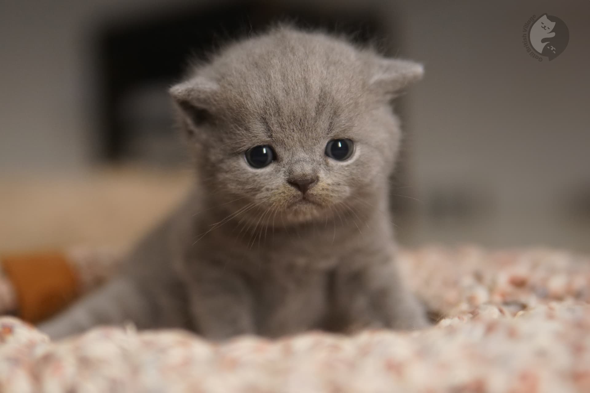 Blue kitten showing off chubby cheeks - photo 69