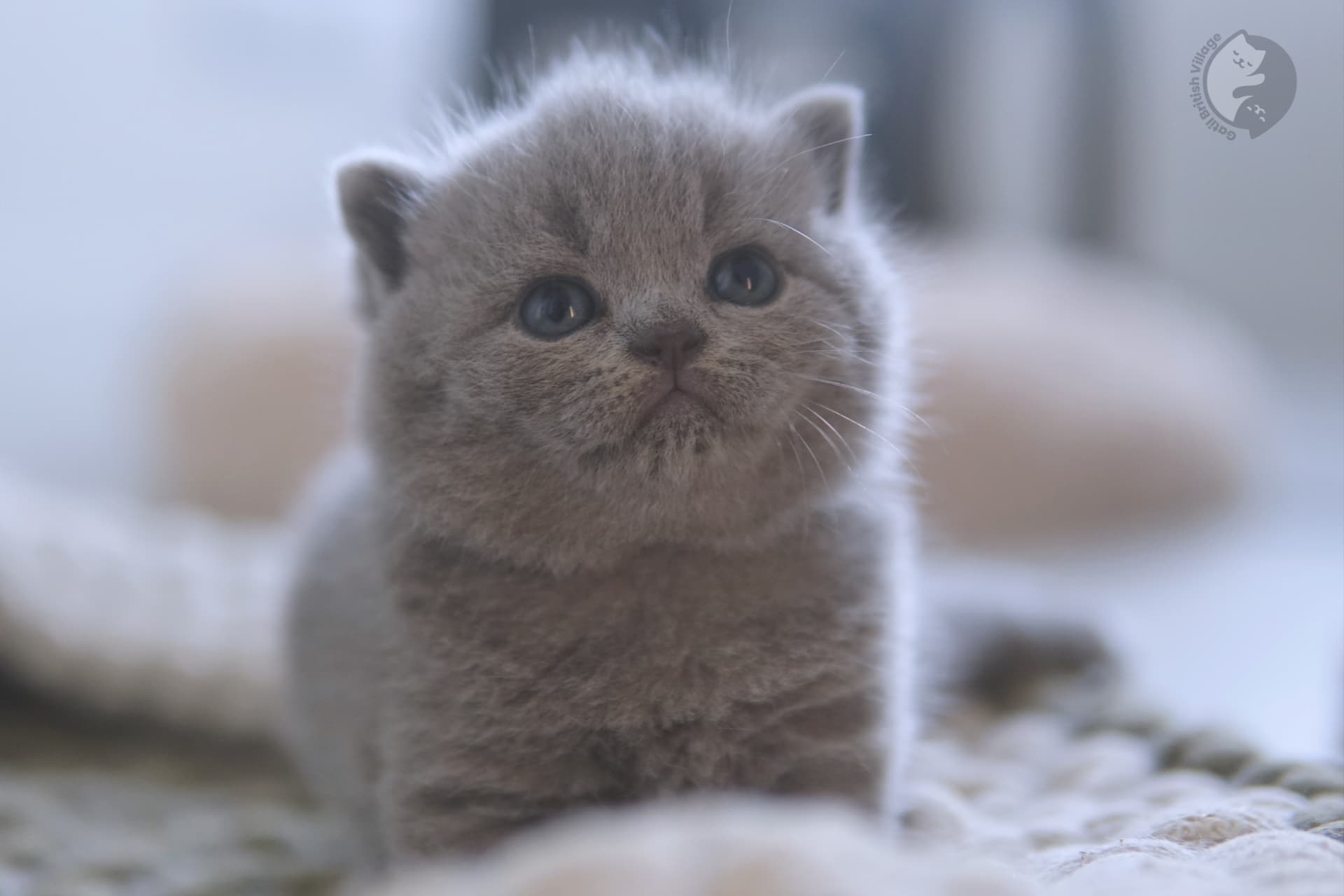 Kitten cuddled in a cozy lap - photo 70