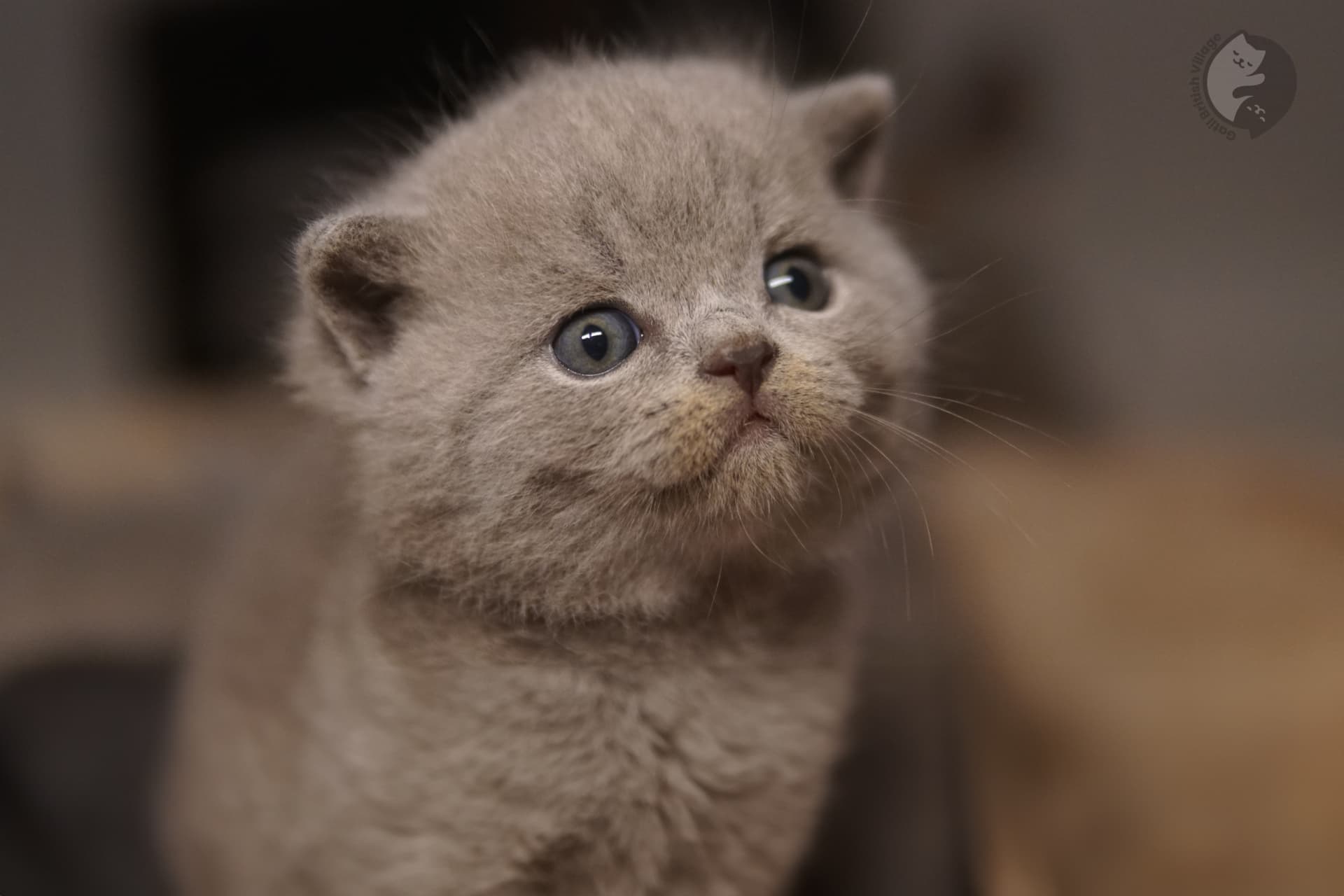 Kitten posing perfectly for the photo - photo 71