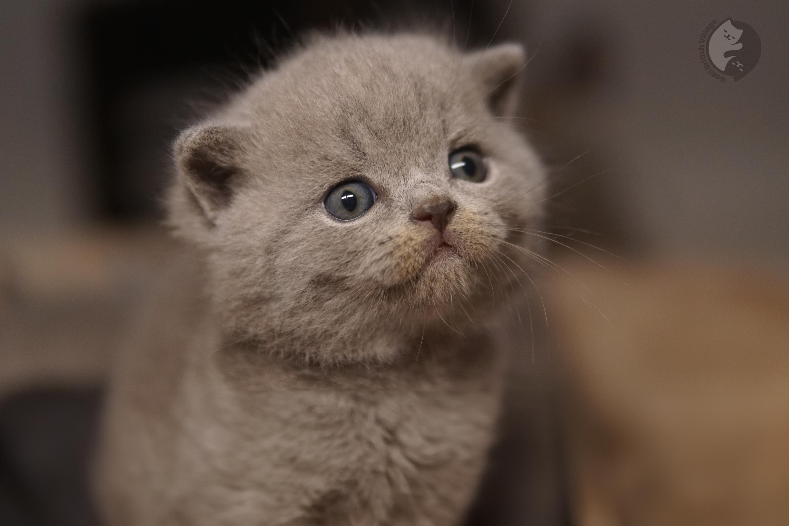Kitten posing perfectly for the photo - photo 71