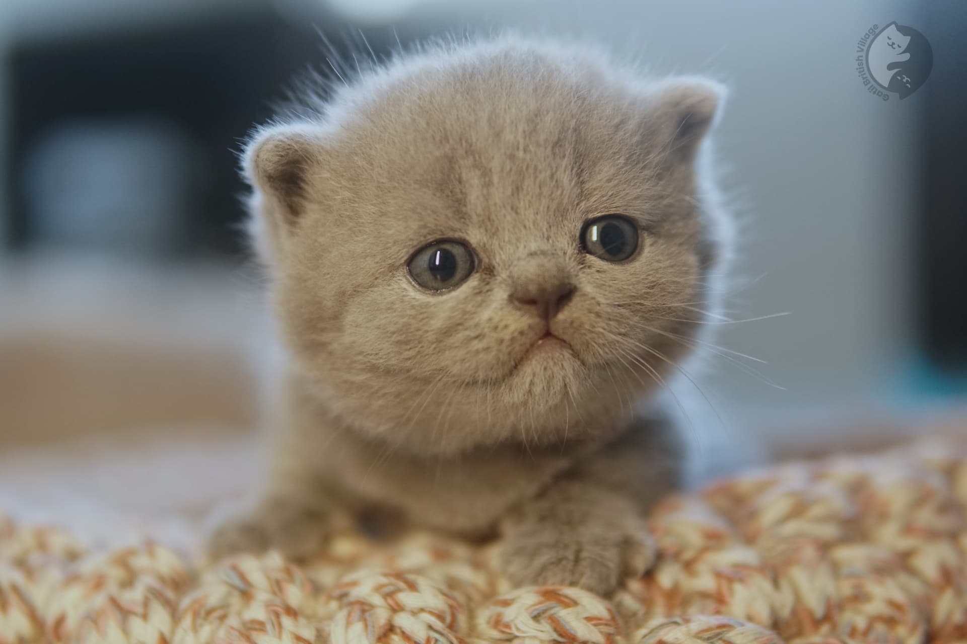 Expressive eyes on lilac kitten - photo 72
