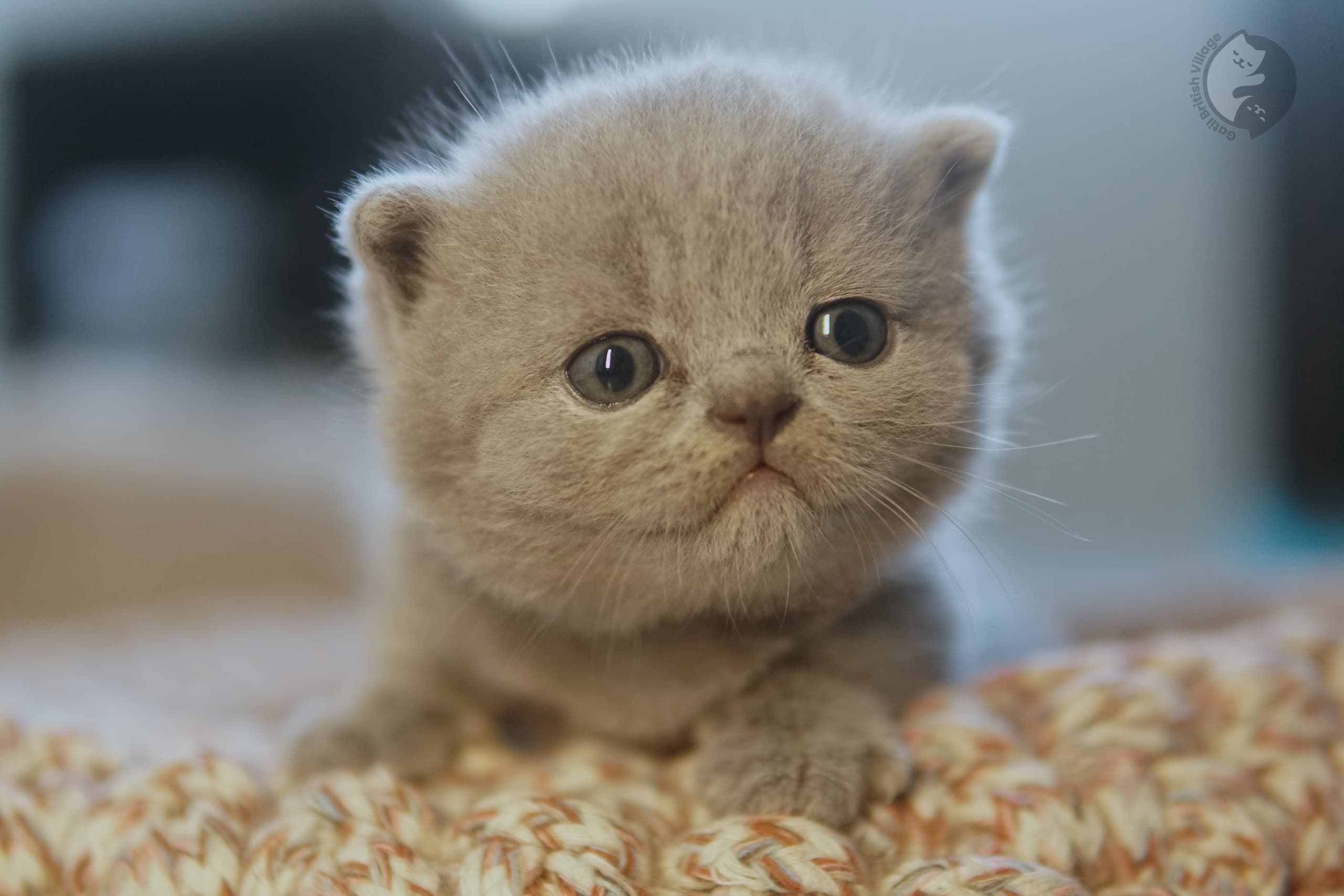Expressive eyes on lilac kitten - photo 72