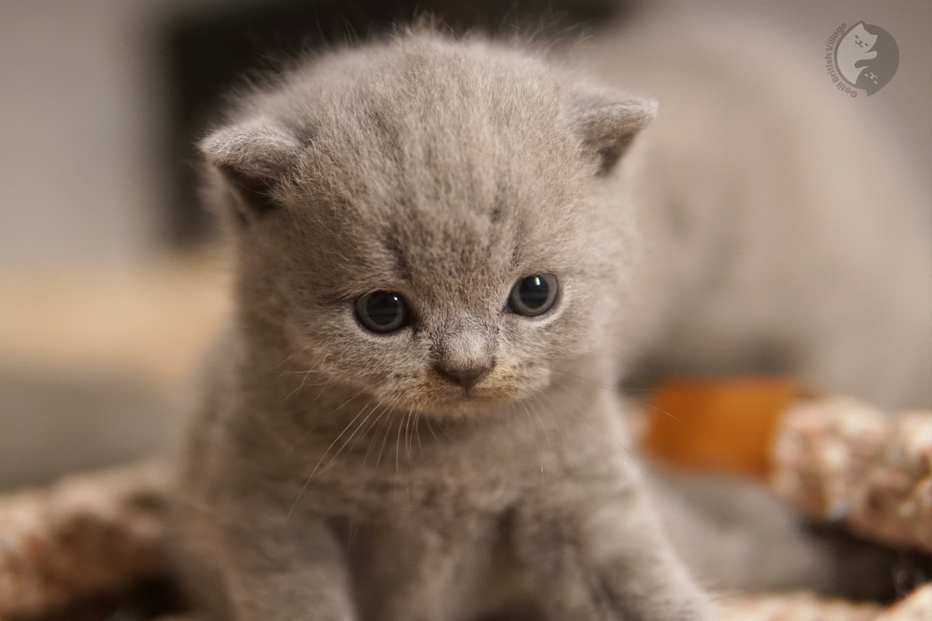 Kitten with raised nose gracefully - photo 74