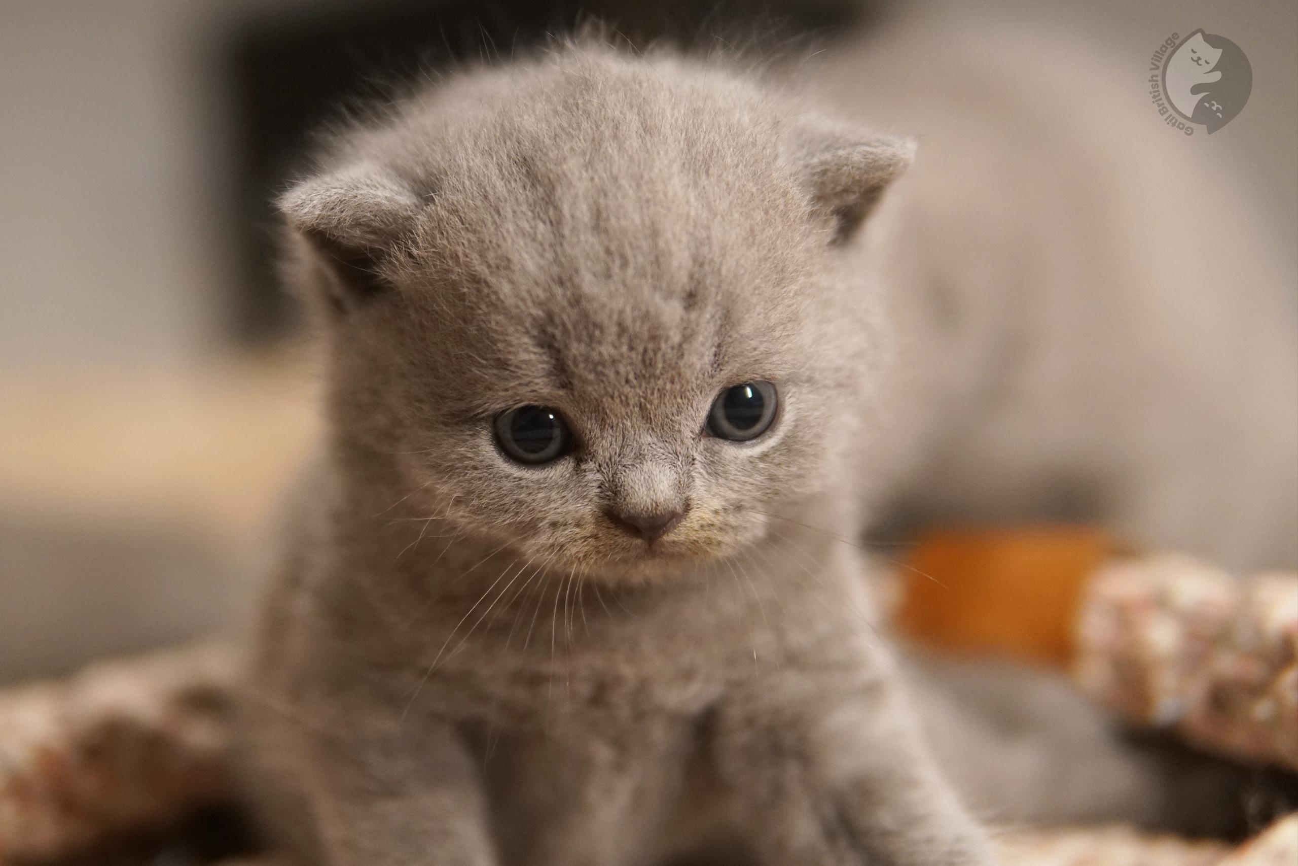 Kitten with raised nose gracefully - photo 74