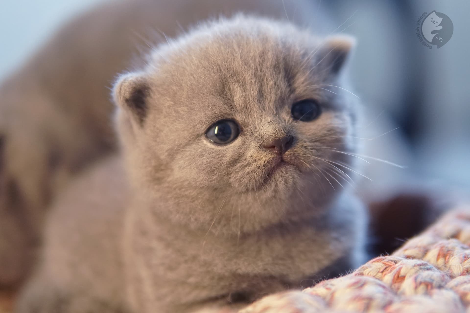 Kitten with half-closed sleepy eyes - photo 76