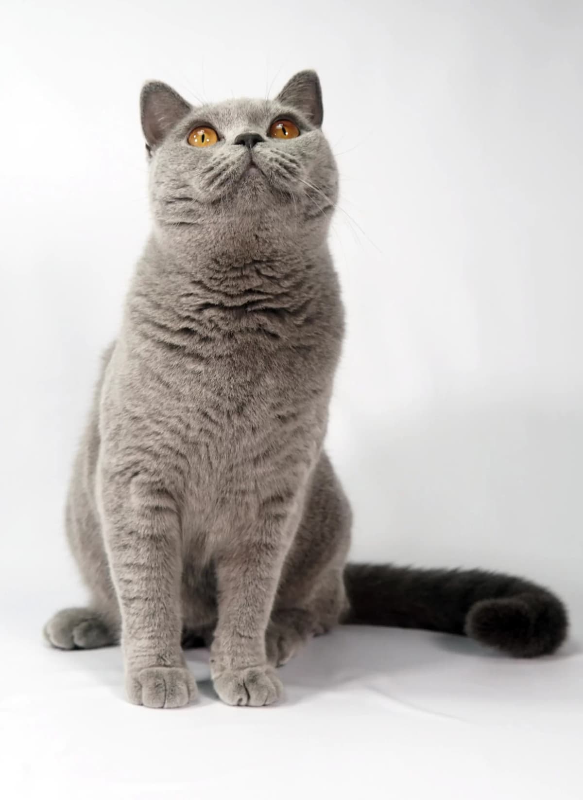 Nona - Gatil British Shorthair