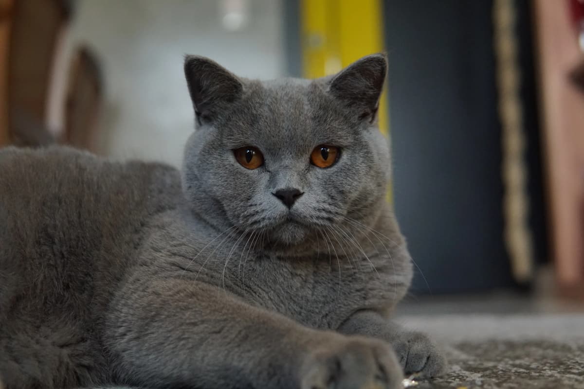 Papillon - Gatil British Shorthair