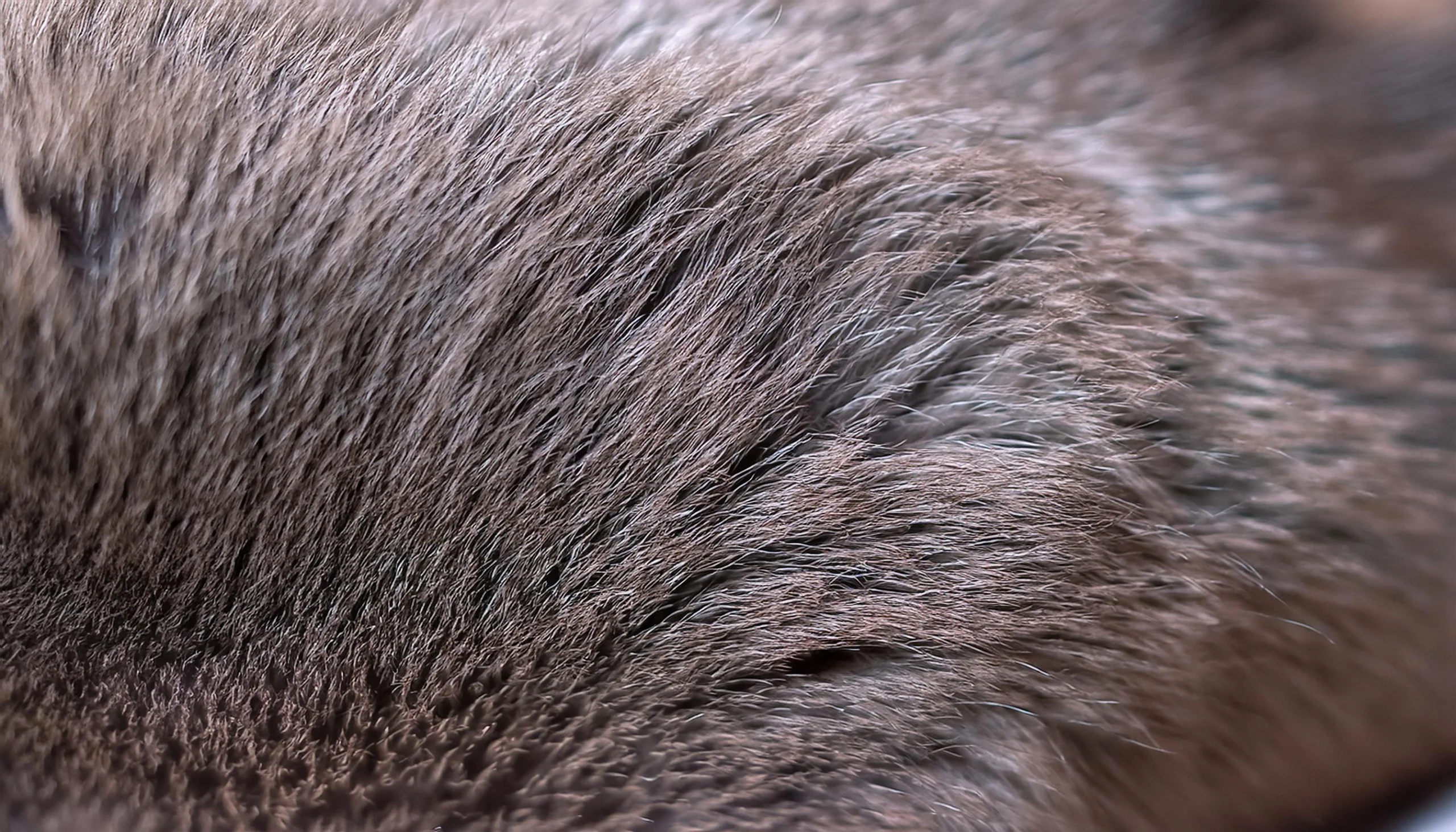 British Shorthair showing its coat texture