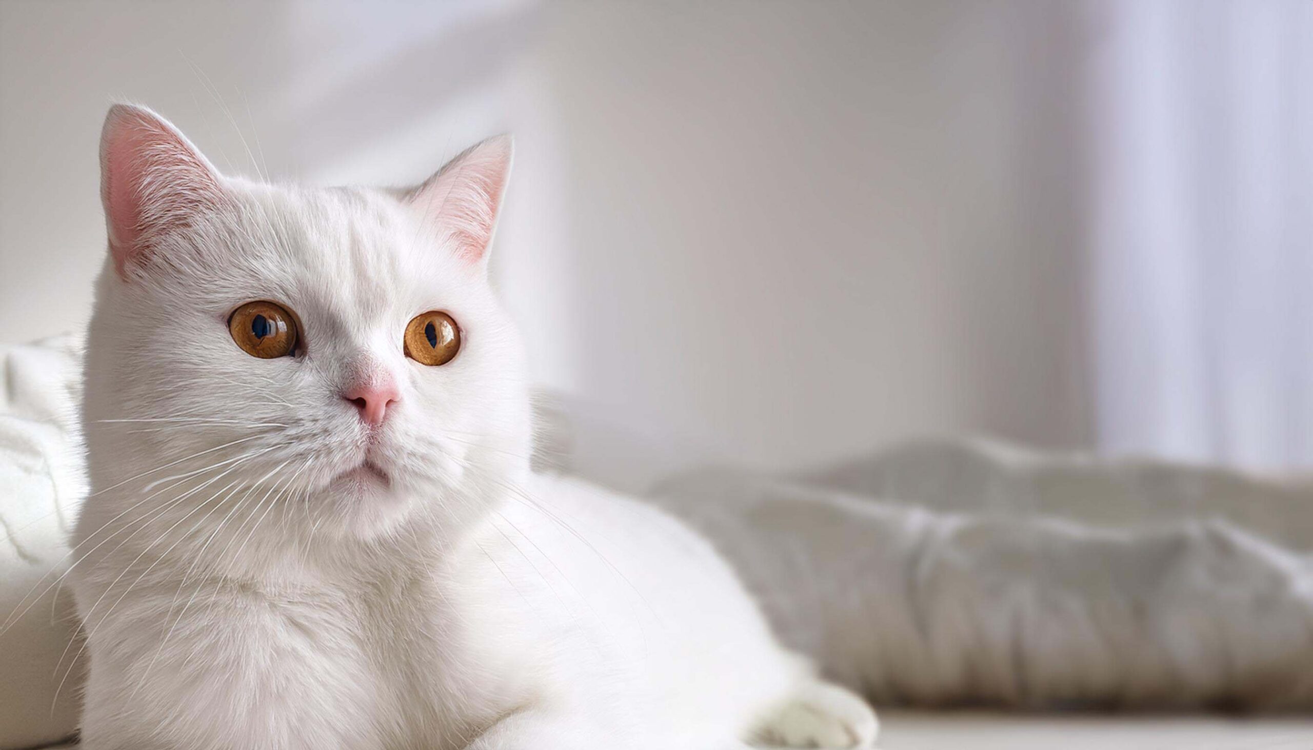 White British Shorthair in a bright setting