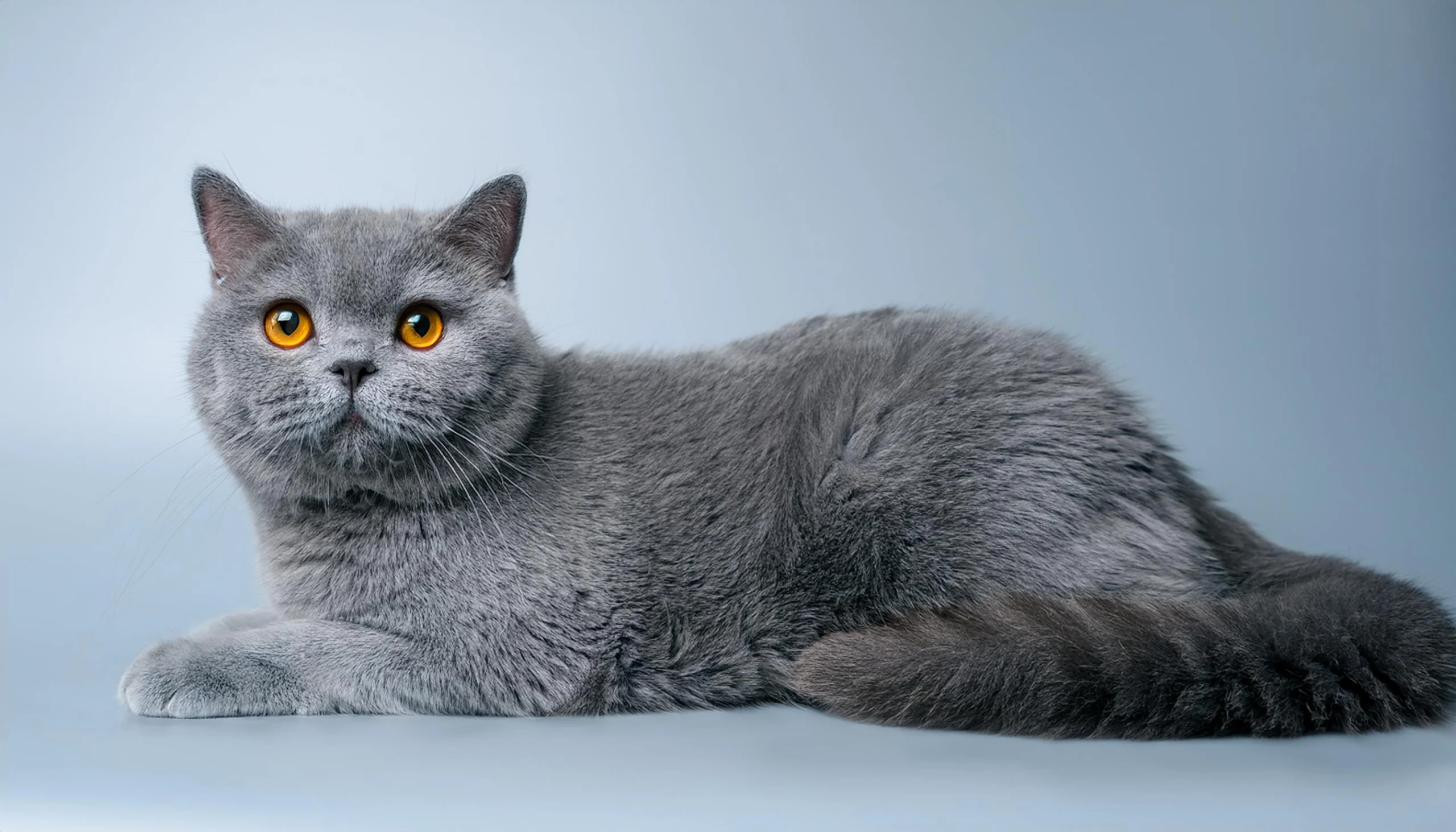Example of a blue British Shorthair