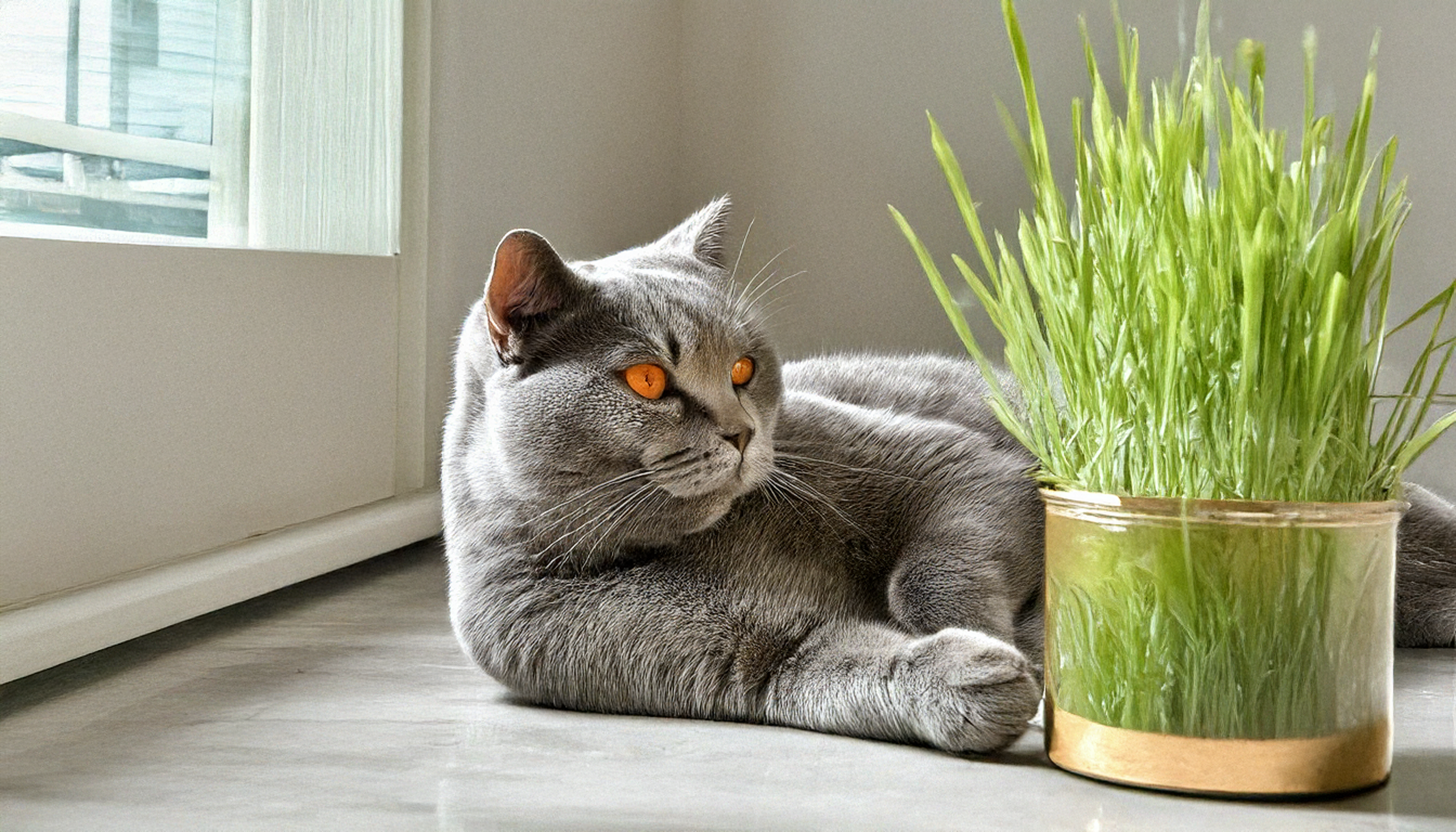 Adult British Shorthair resting peacefully next to a cat grass pot