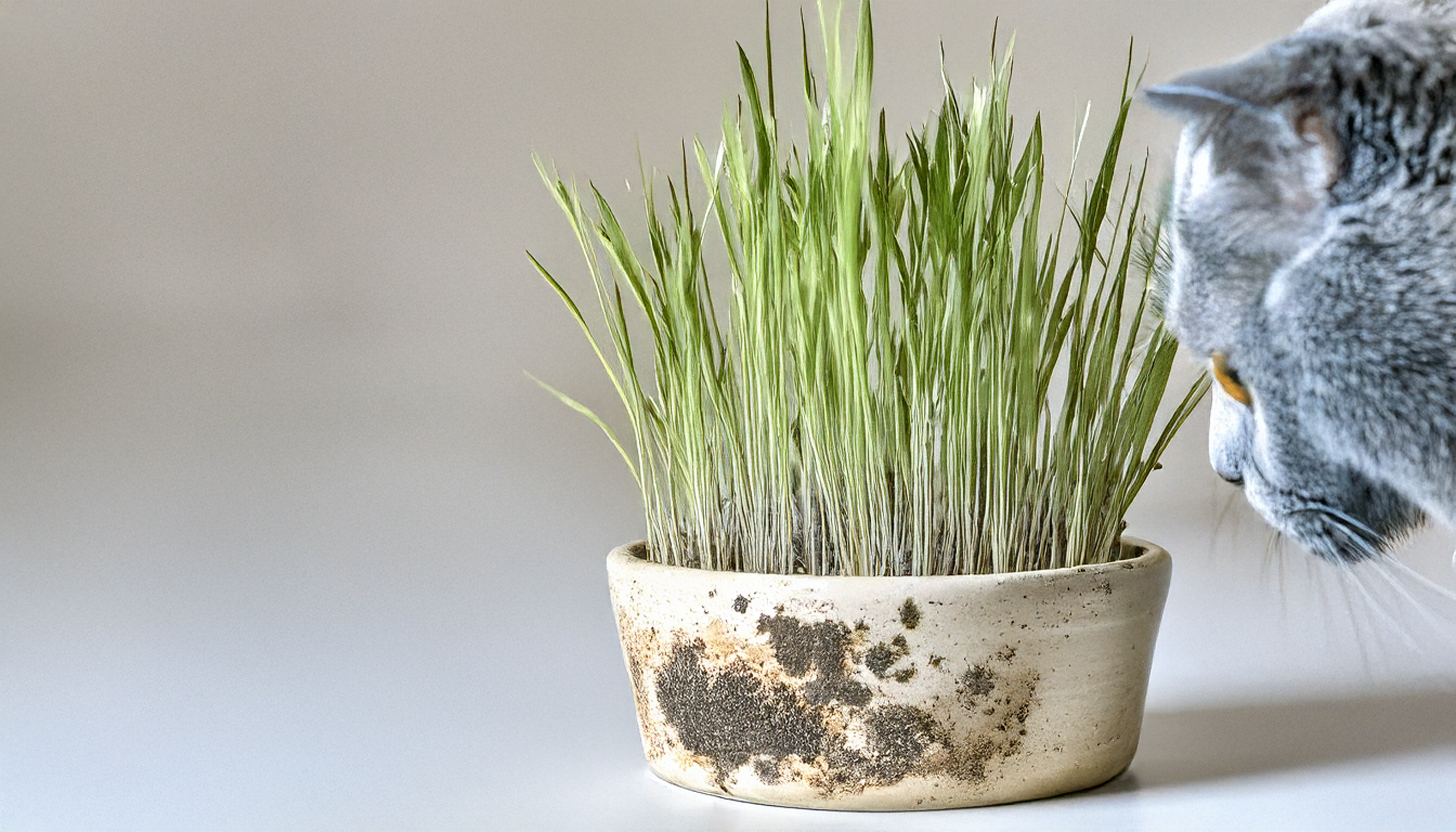 Example of cat grass with visible mold and yellowing blades