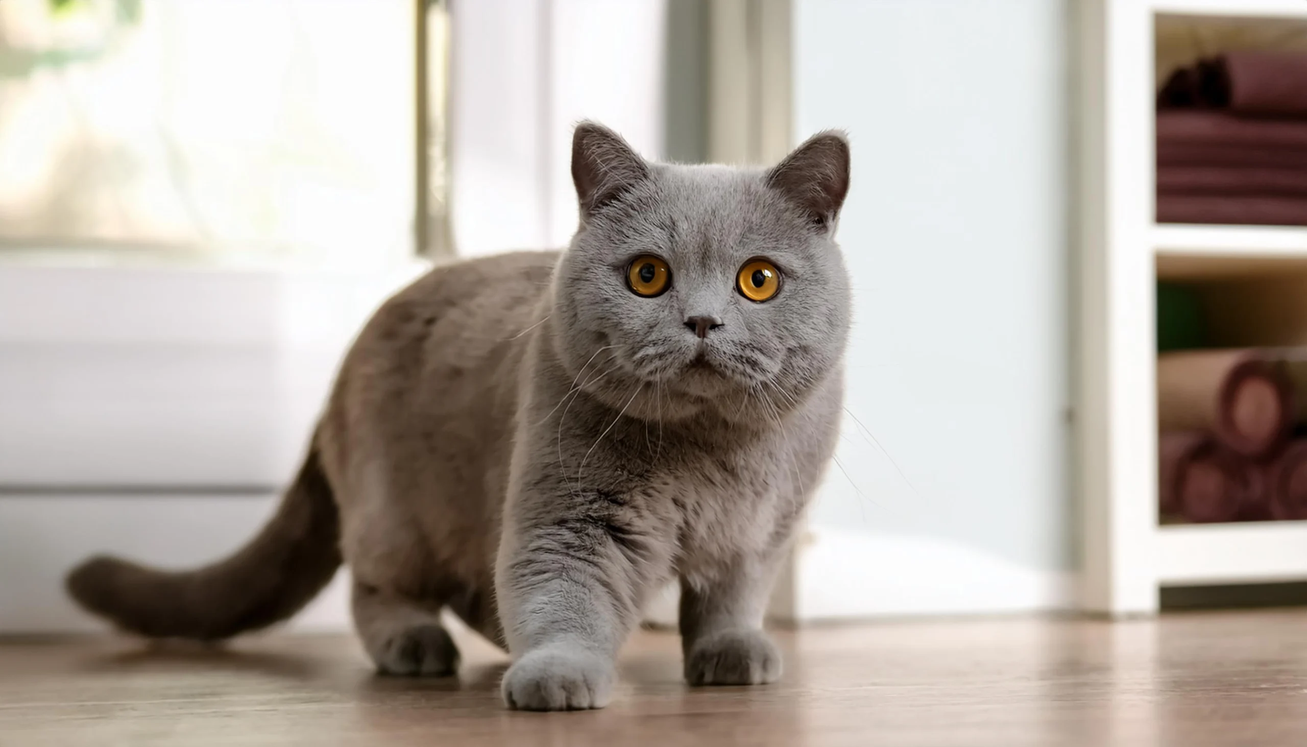 Cat calmly exploring a new environment