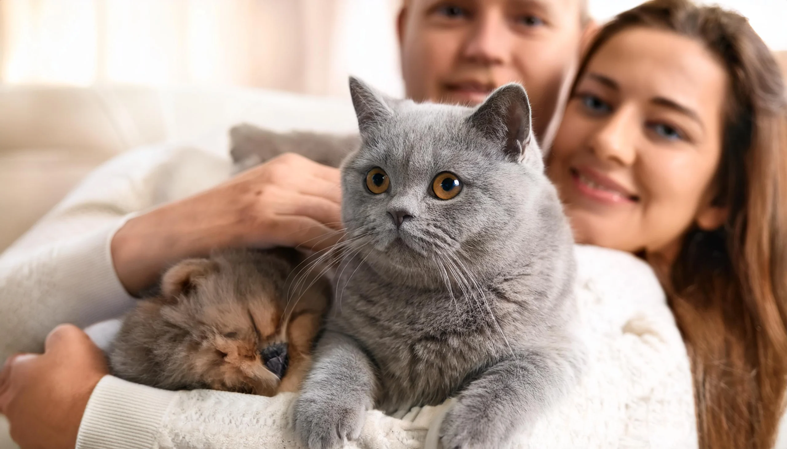 Affectionate cat with owner