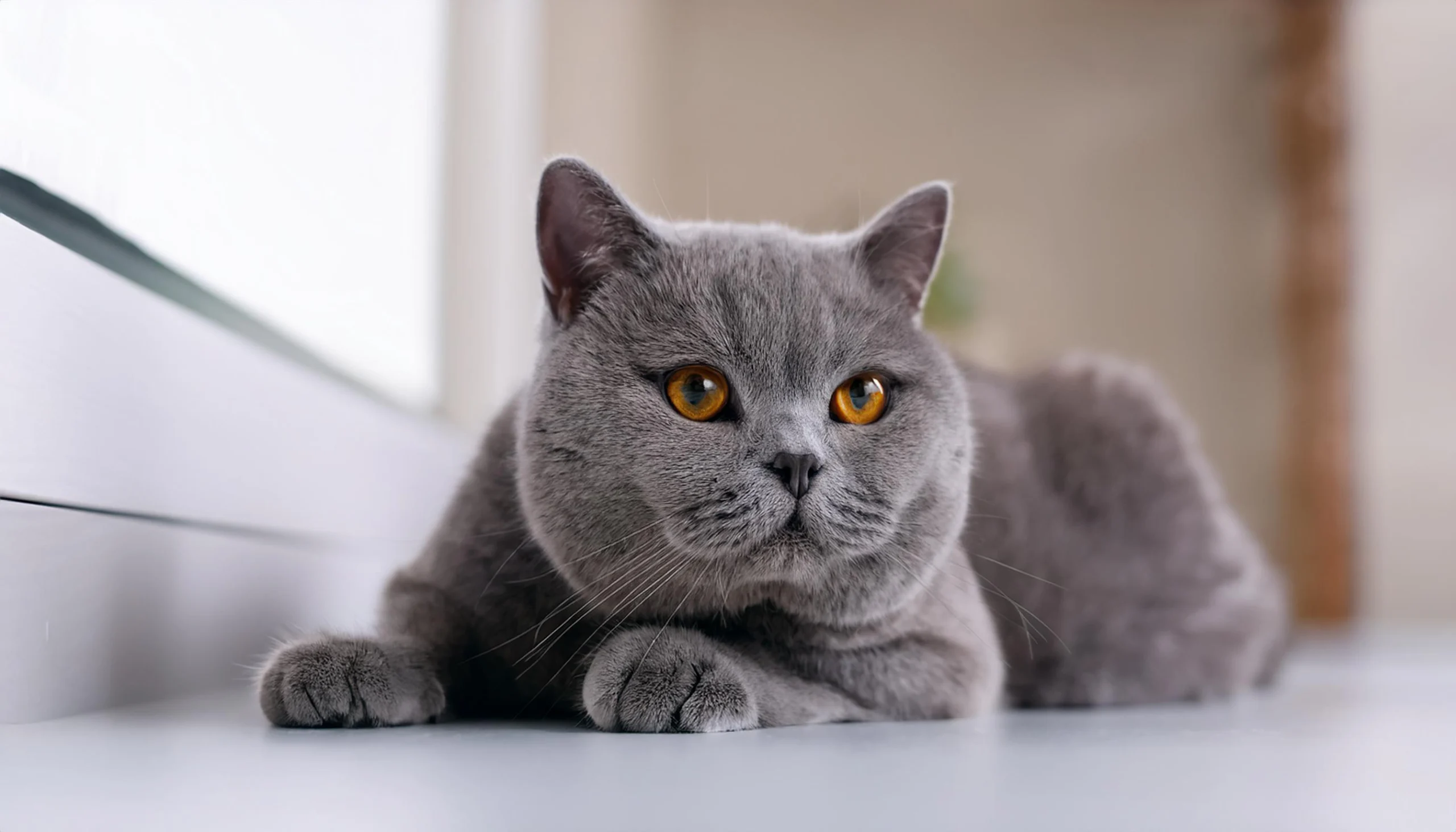 British Shorthair relaxing peacefully