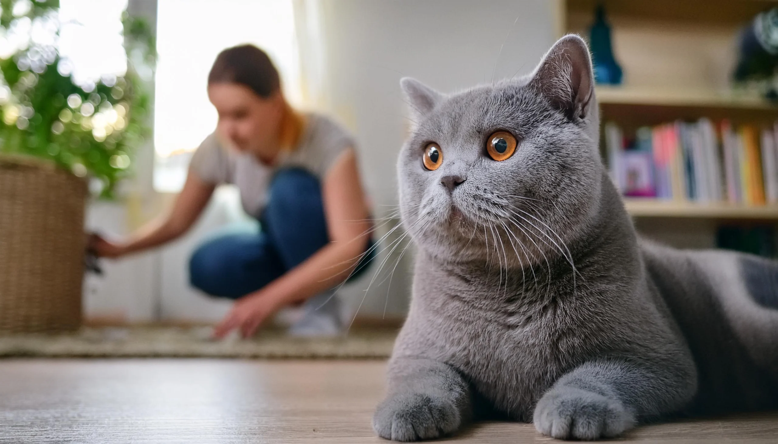 Removing dangerous objects for the kitten