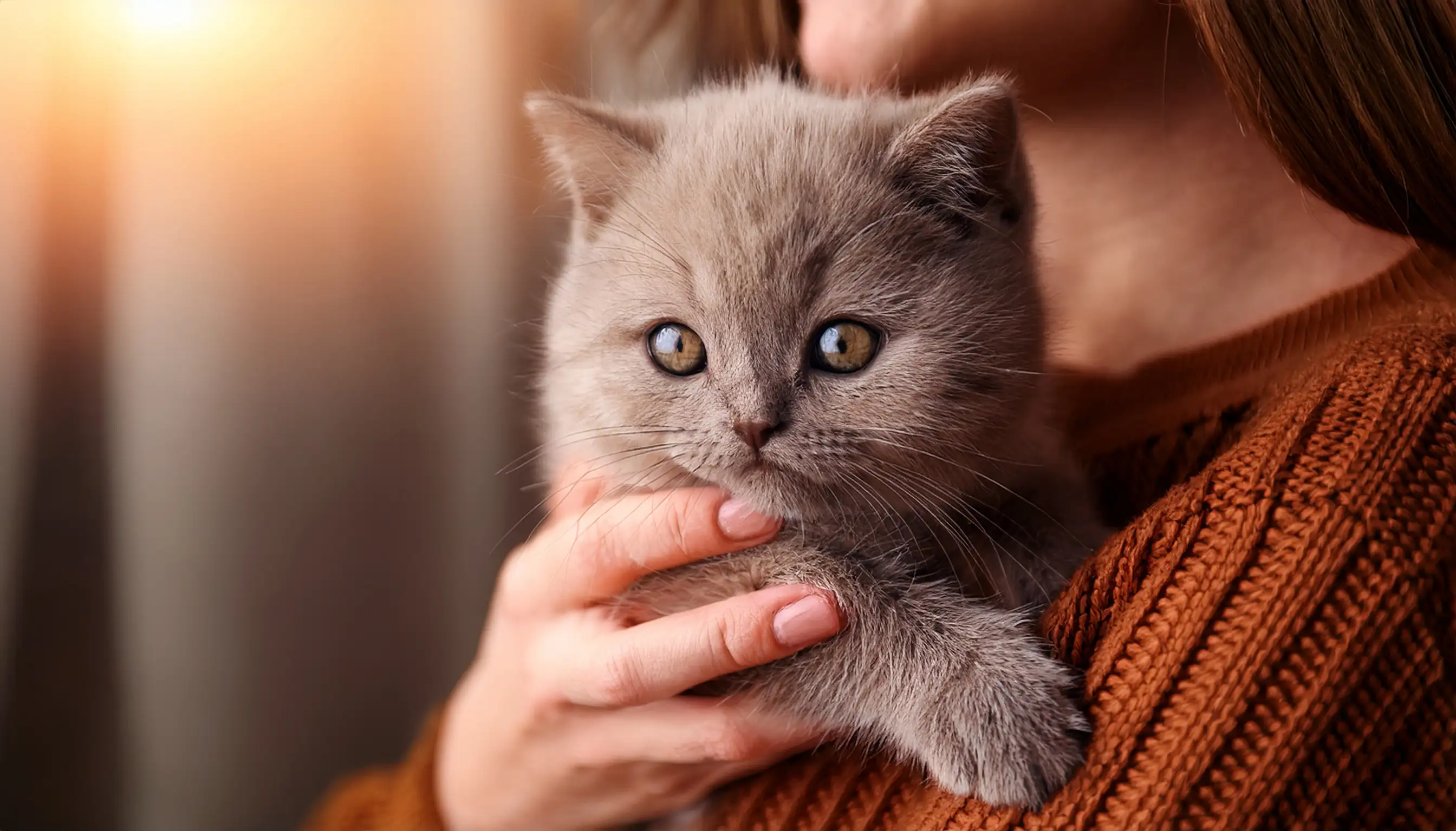 Friendly British Shorthair showing calm temperament