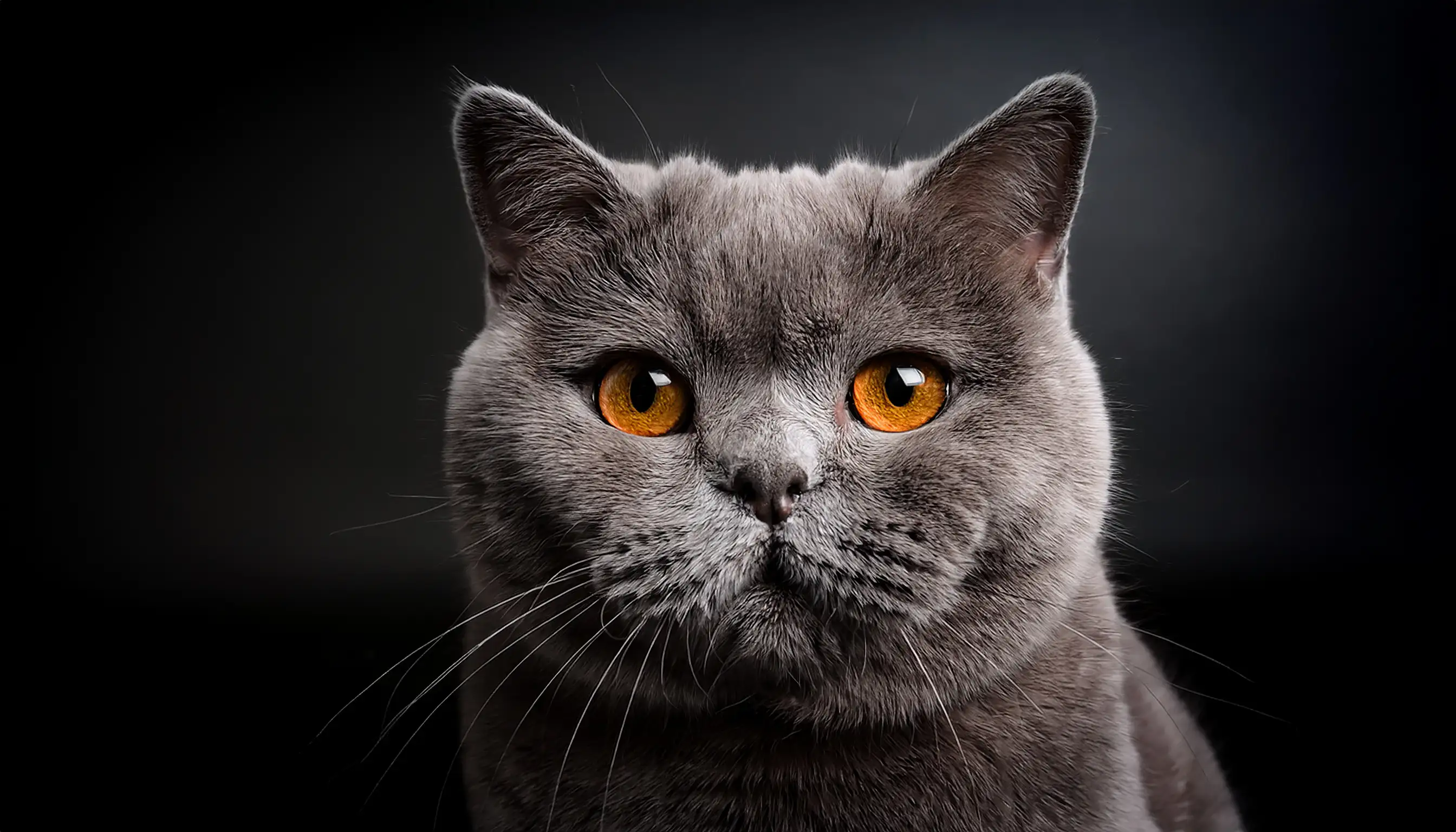 British Shorthair with breed-standard appearance