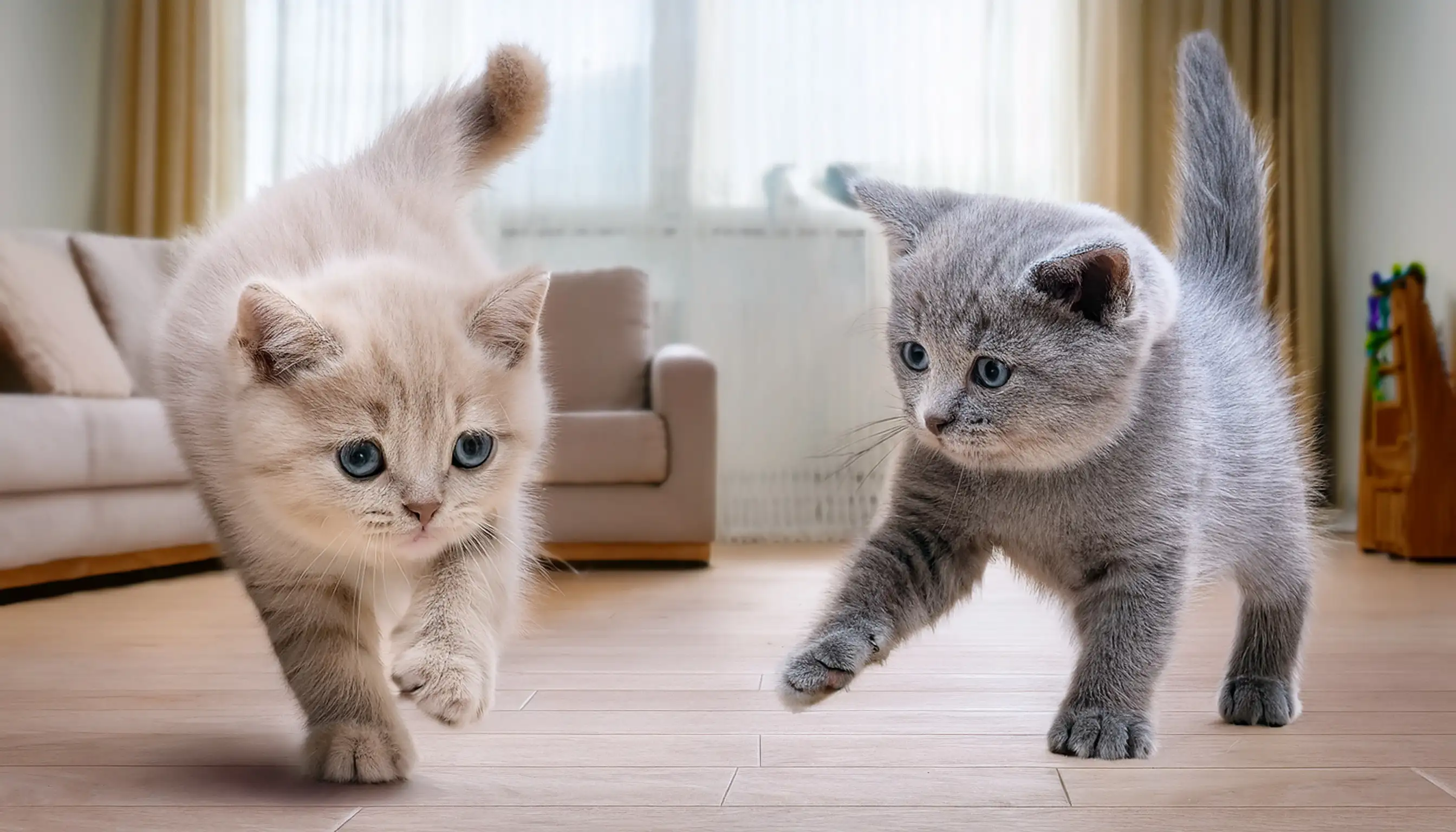 Two British Shorthair kittens playing together