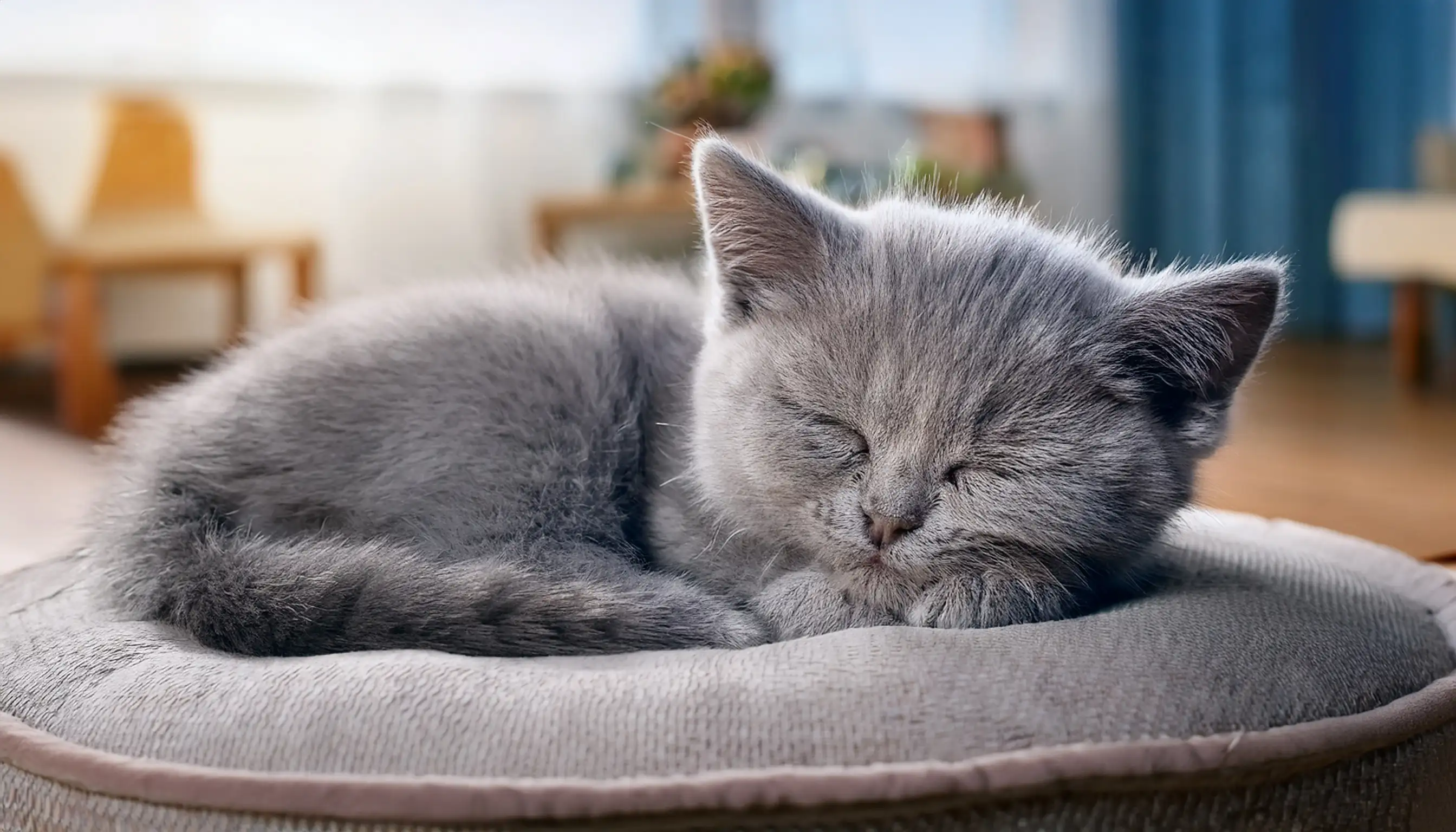 British Shorthair kitten resting after playing