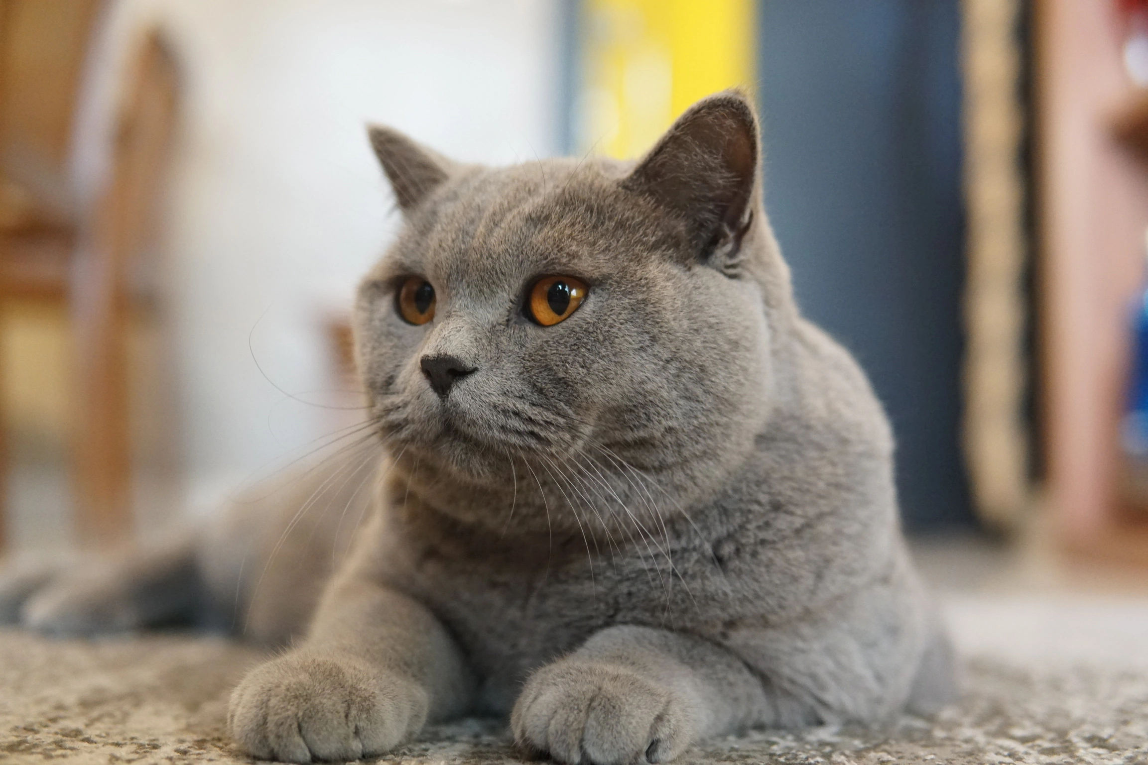 British Shorthair Cat Papillon lying down