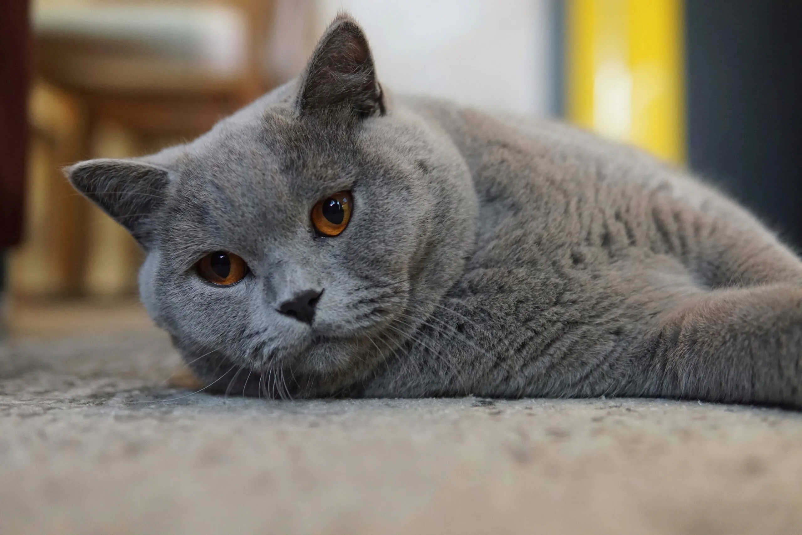 Background image with a curious cat