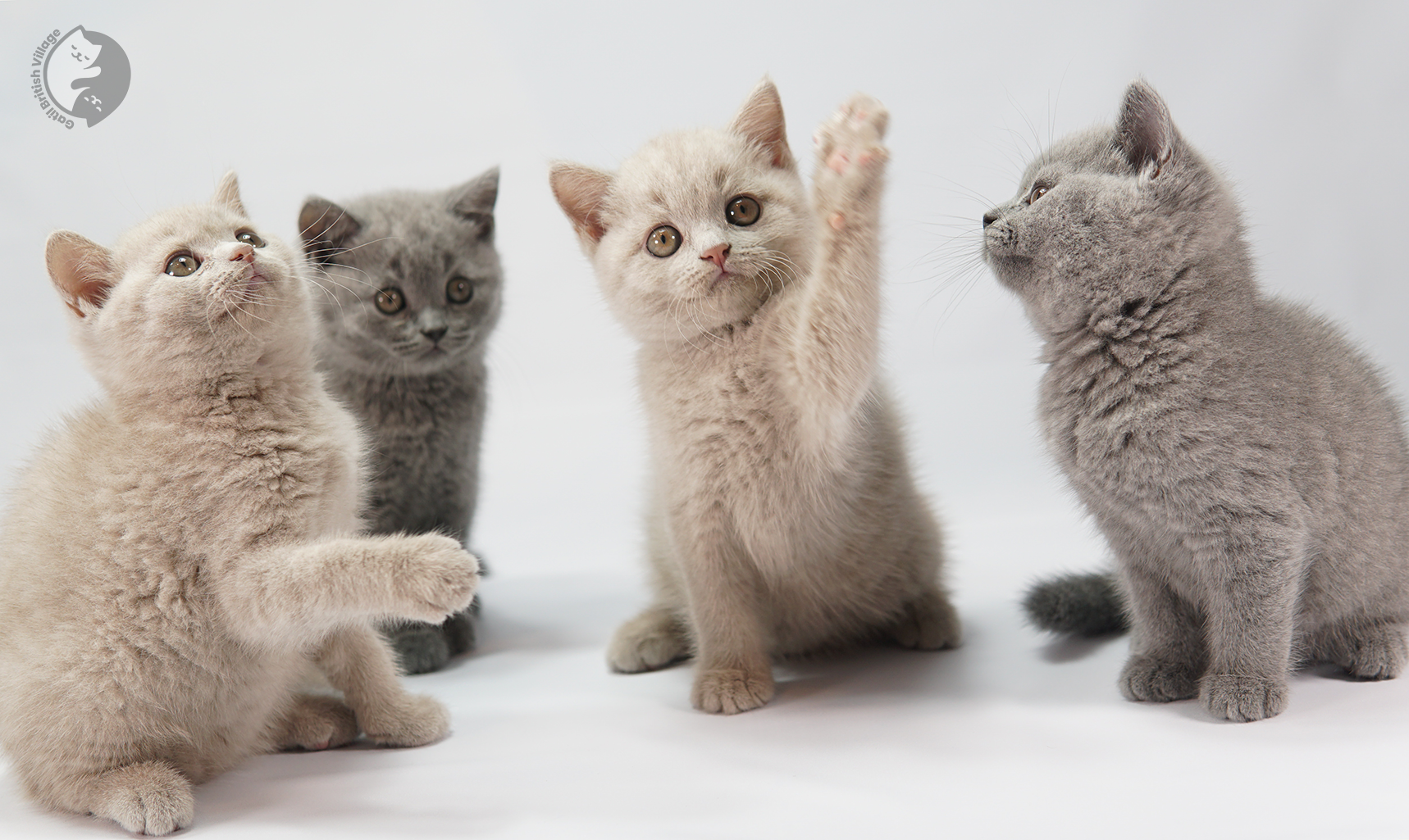 Lilac kittens sitting next to each other