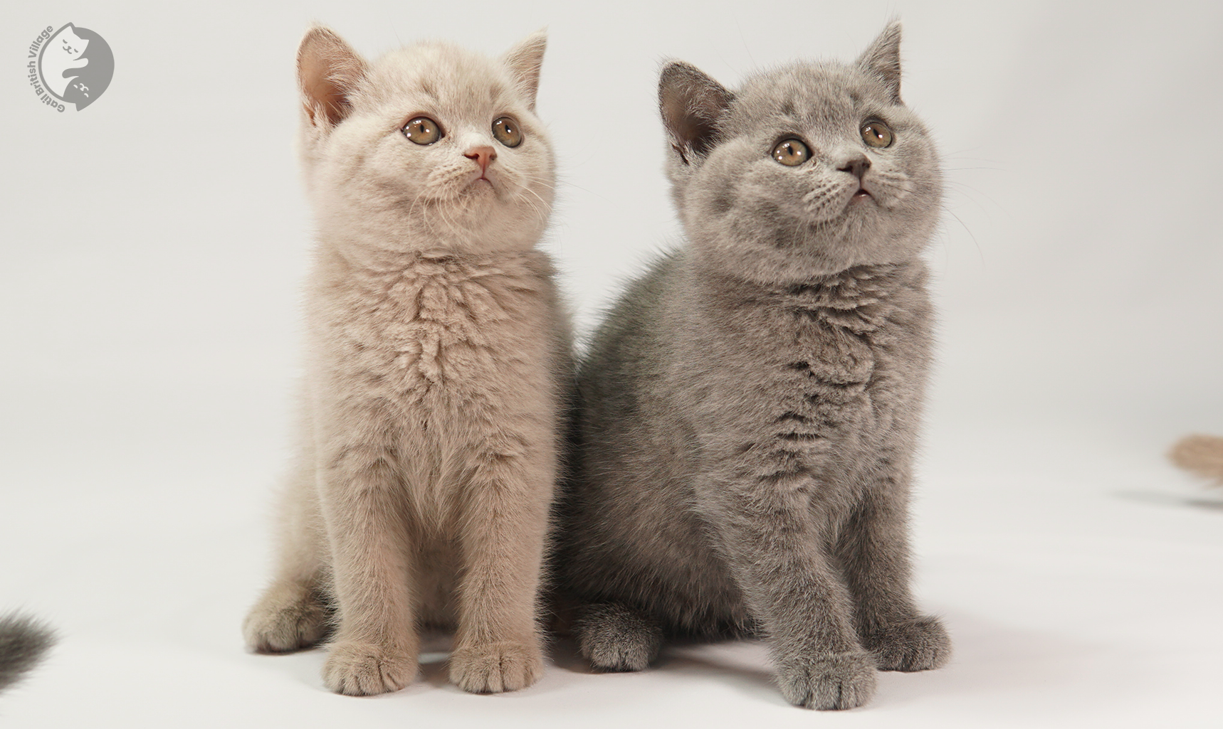 Kitten gazing softly