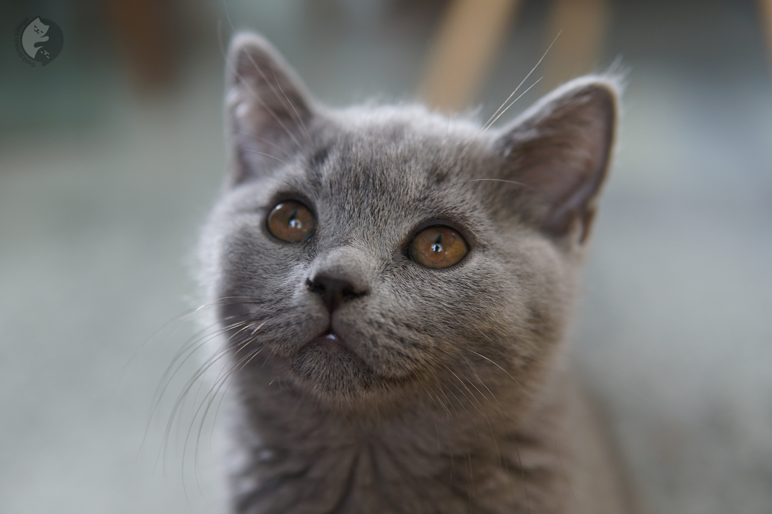 Blue kitten staring intently