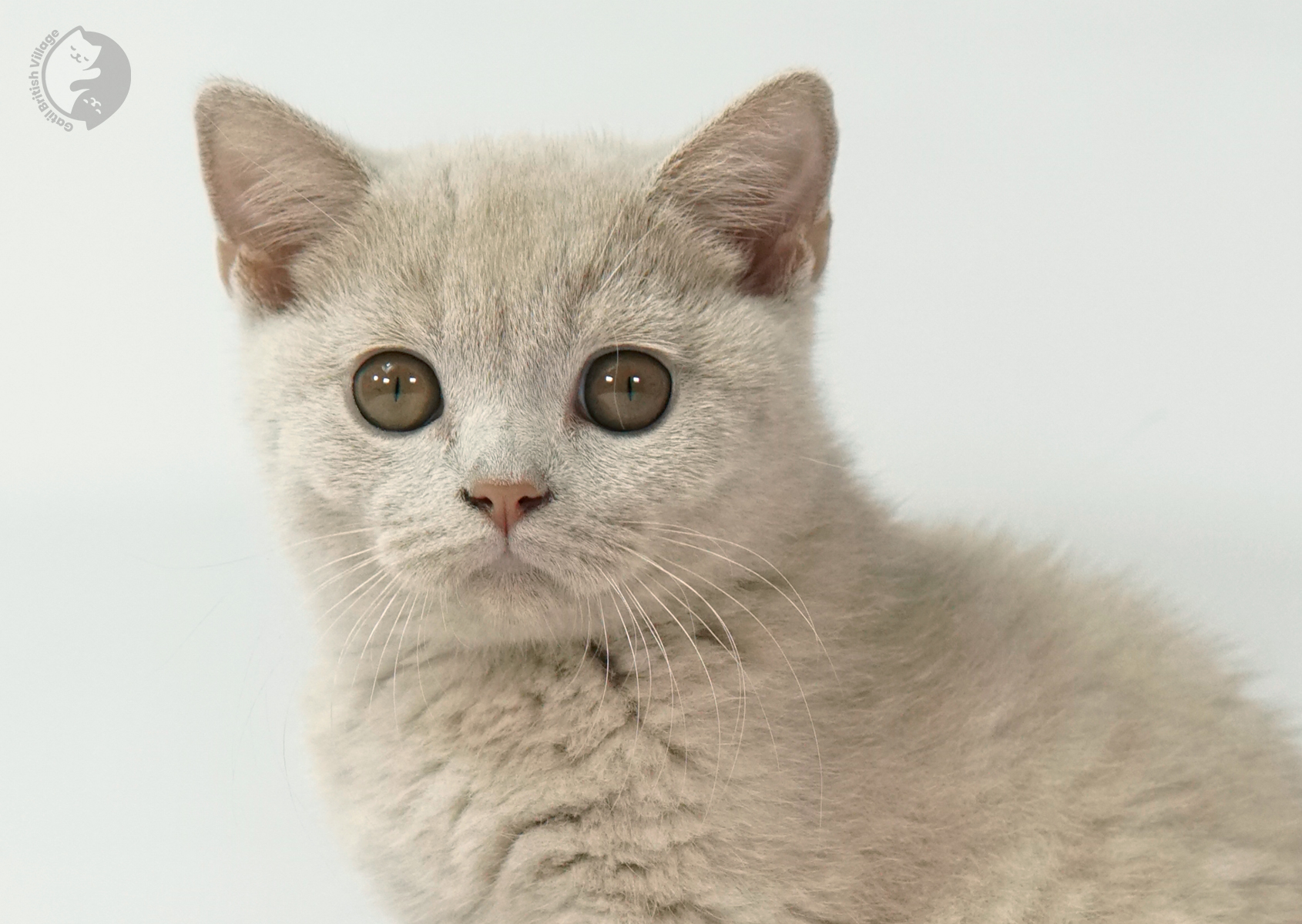 Lilac kitten in white background close-up