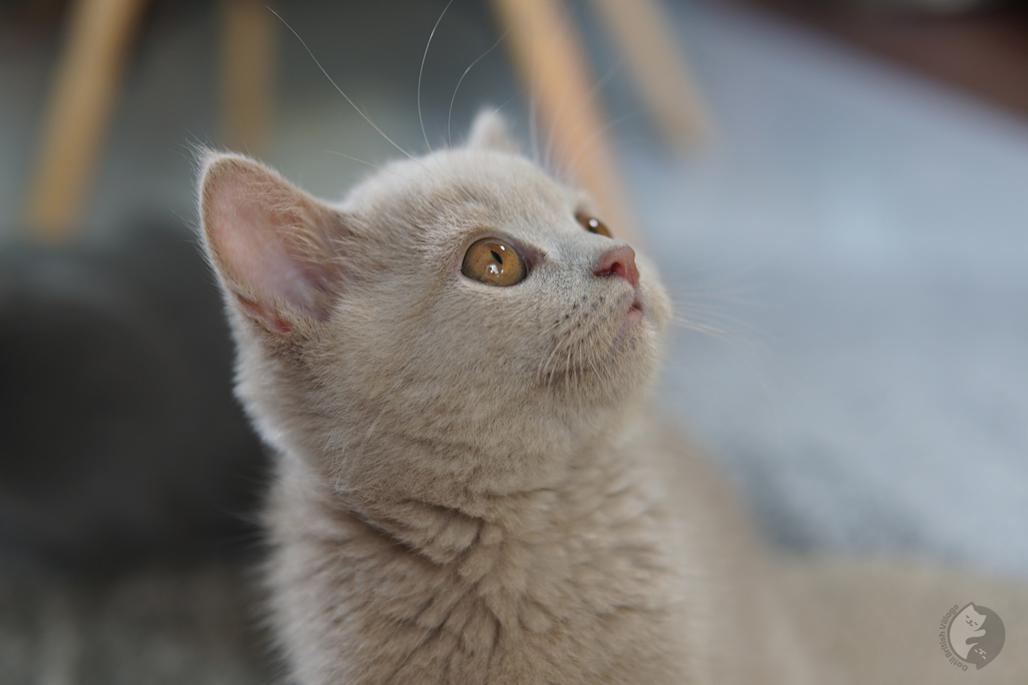 Kitten seated and looking up