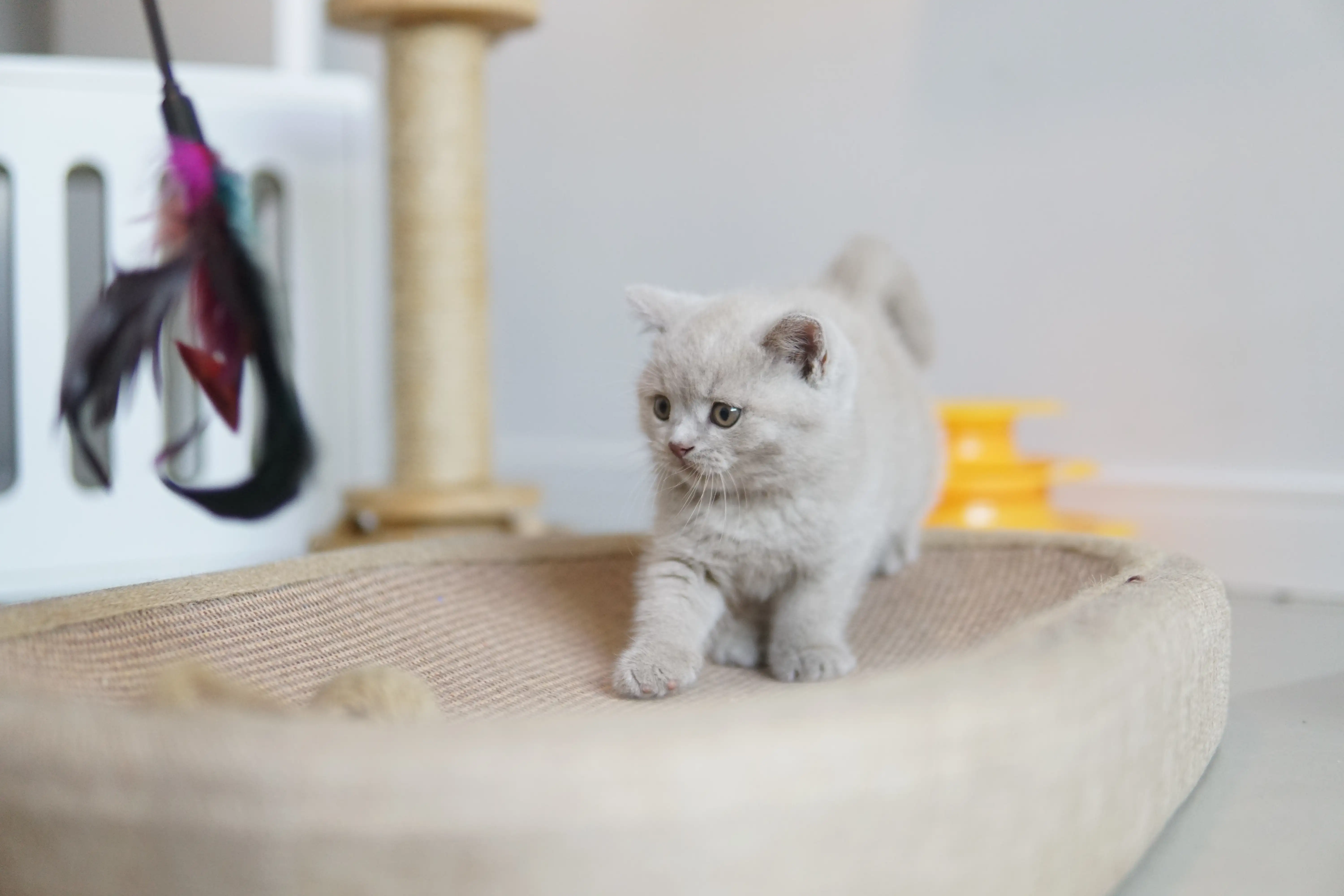 Kitten exploring the scratching post in style