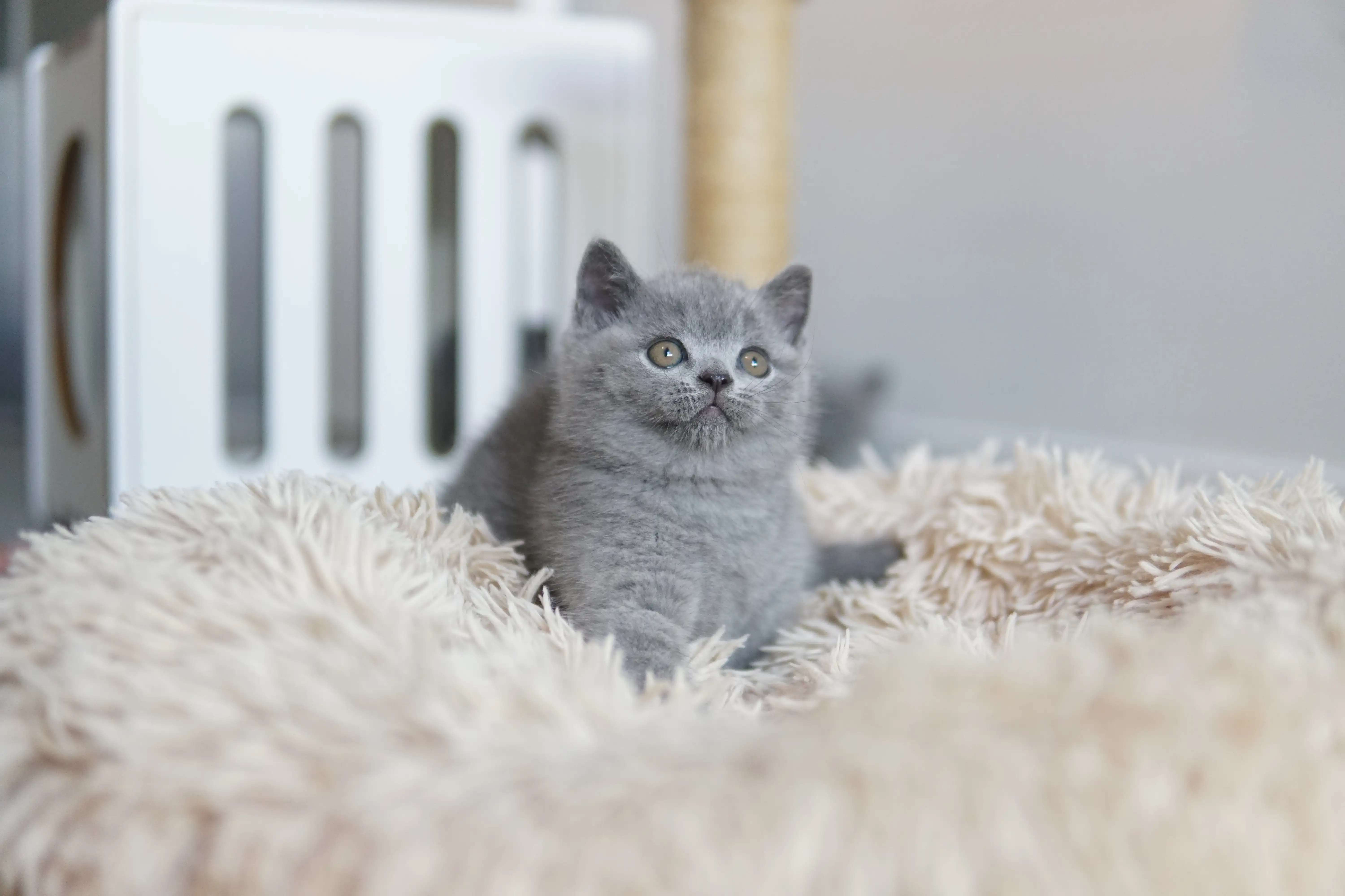 Kitten relaxing comfortably