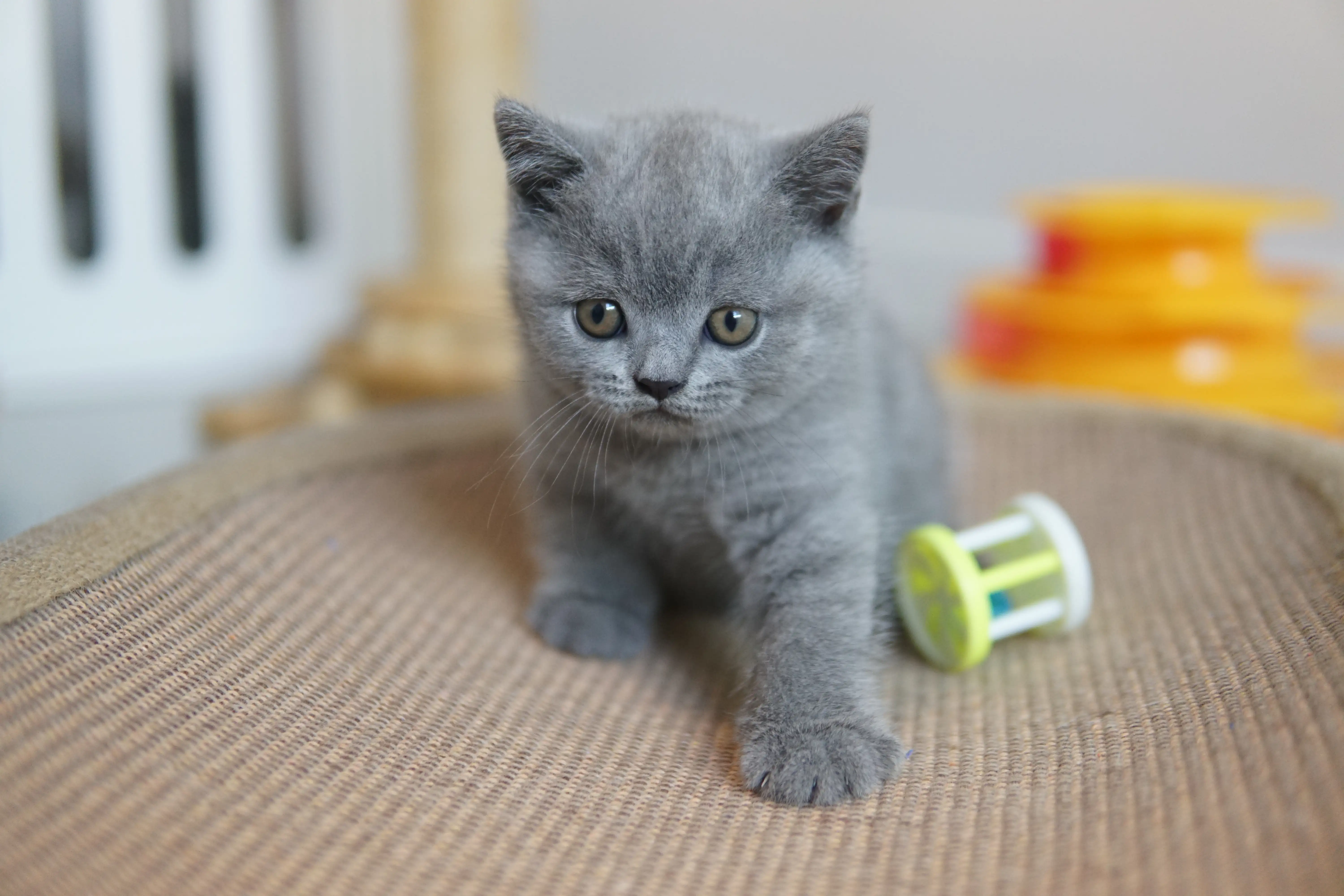 Kitten curious about the toy